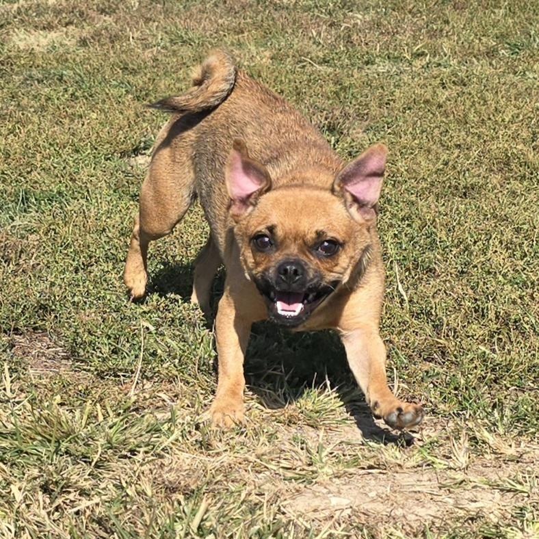 Enlarge Pepperoni, a Adoptable mixed breed in Terre Haute, IN image 3/5