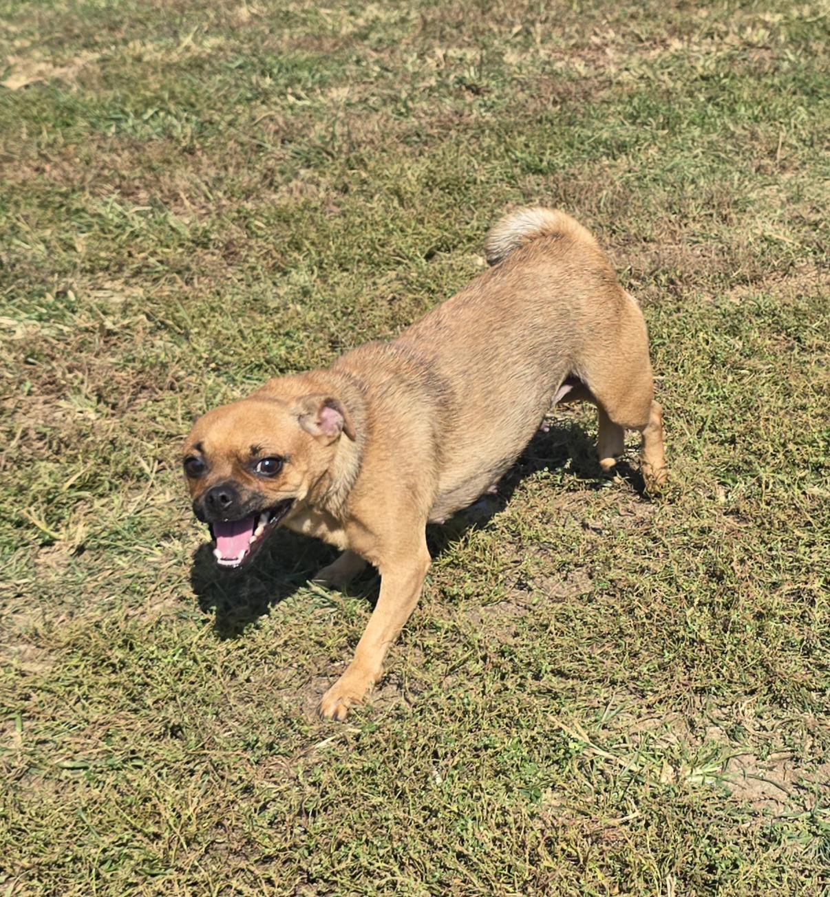 Enlarge Pepperoni, a Adoptable mixed breed in Terre Haute, IN image 4/5
