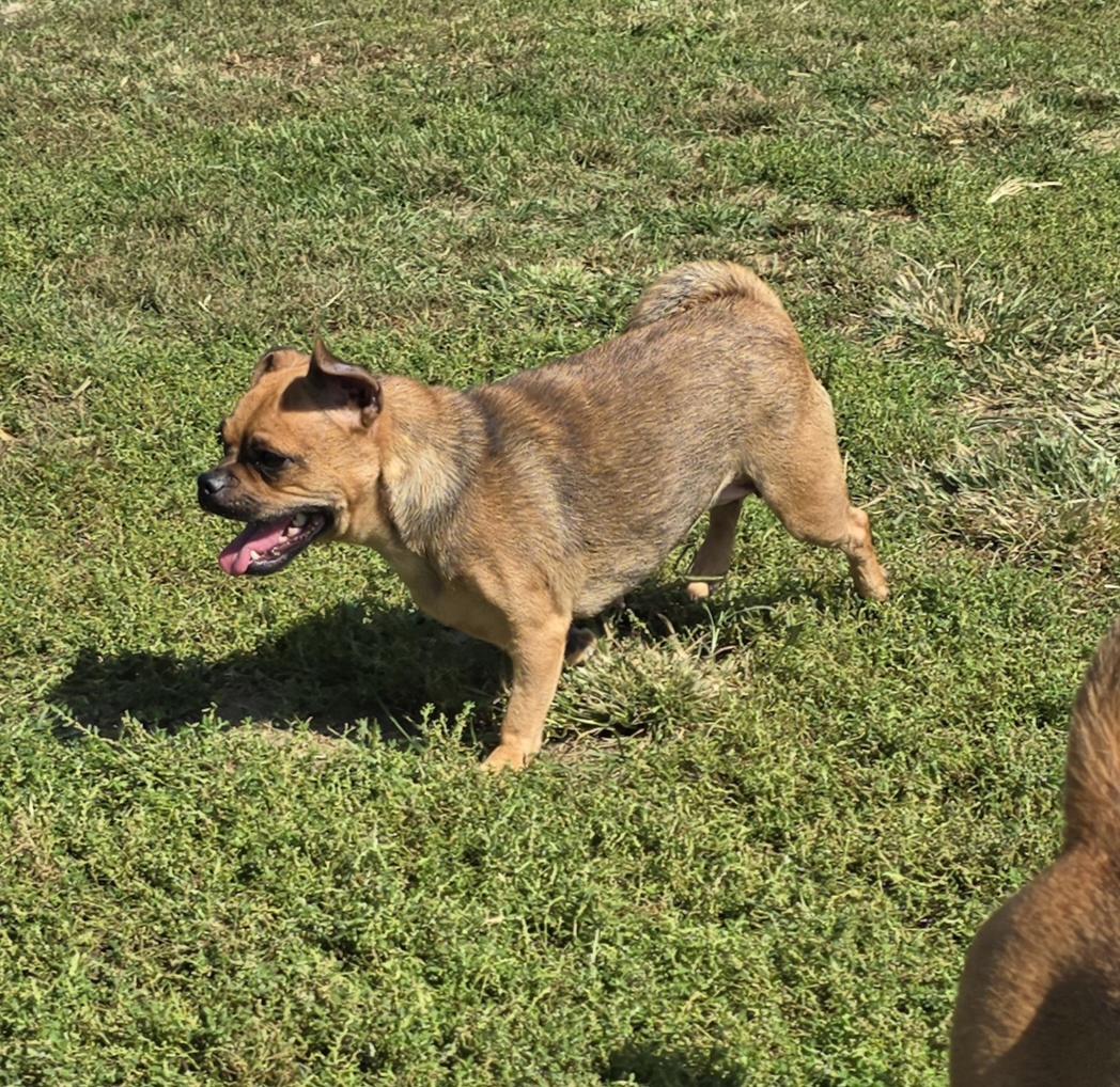 Enlarge Pepperoni, a Adoptable mixed breed in Terre Haute, IN image 5/5