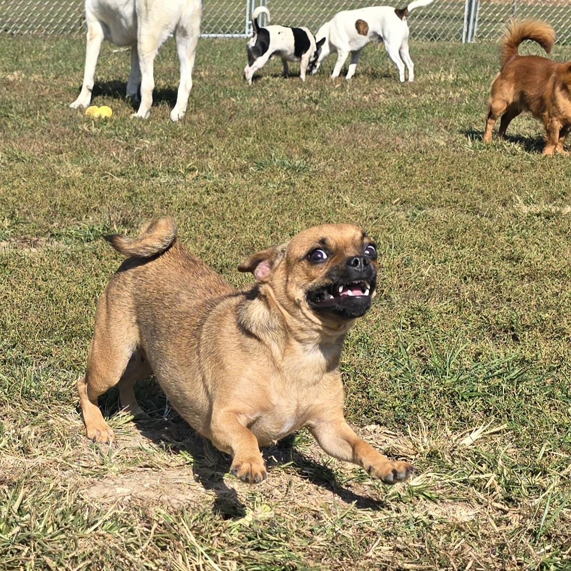 Enlarge Pepperoni, a Adoptable mixed breed in Terre Haute, IN image 1/5