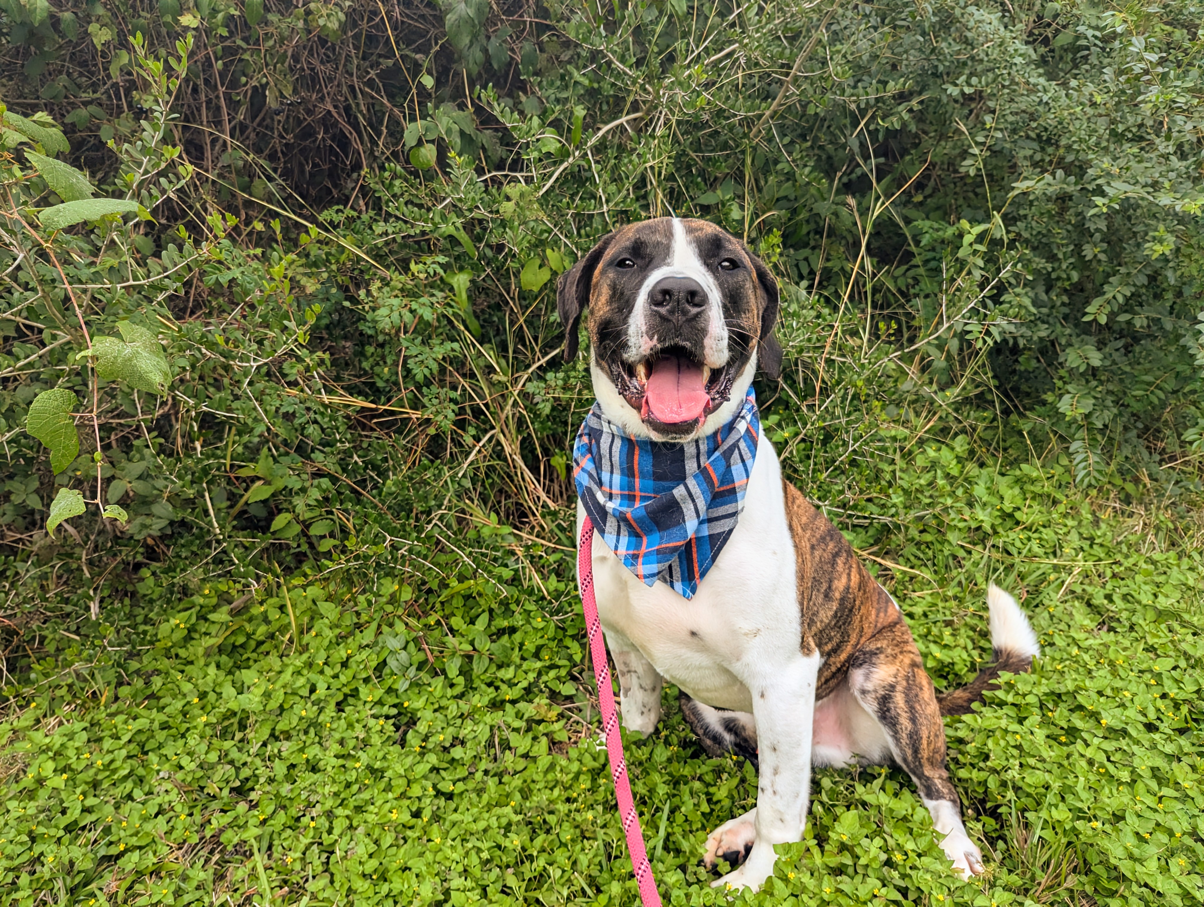 Tater, a Adoptable mixed breed in angleton, TX image 3/6