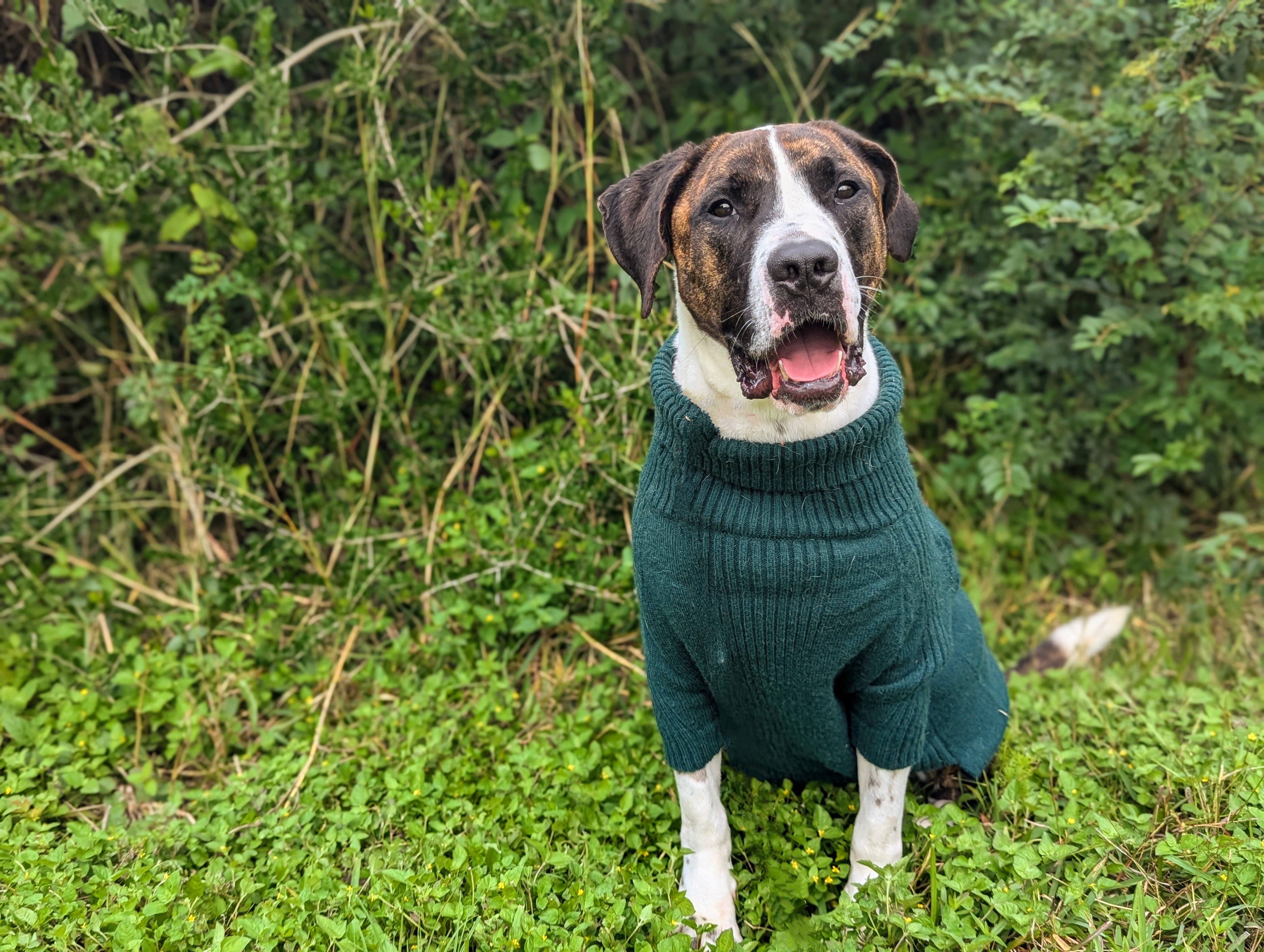 Tater, a Adoptable mixed breed in angleton, TX image 6/6