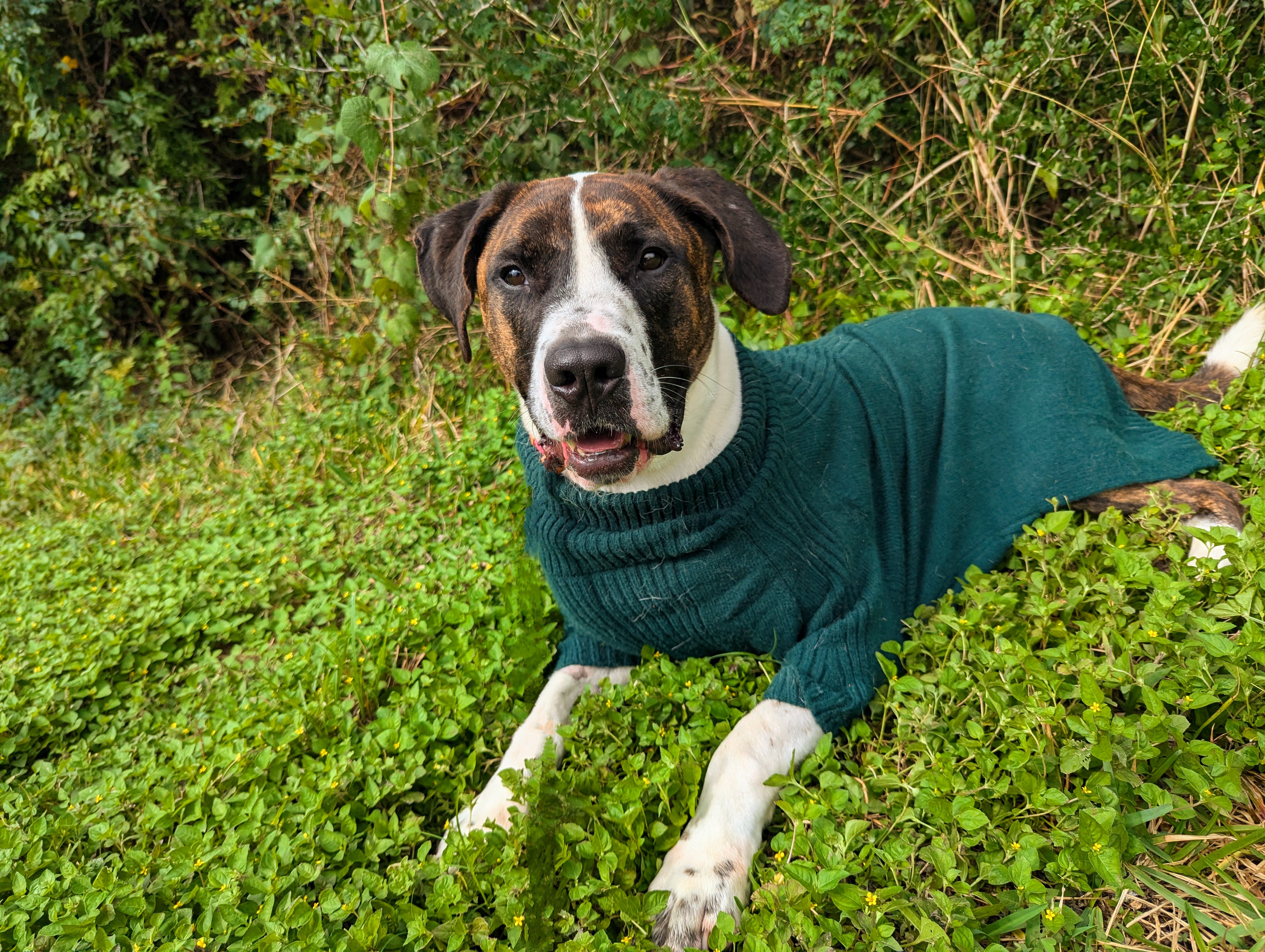 Tater, a Adoptable mixed breed in angleton, TX image 1/6