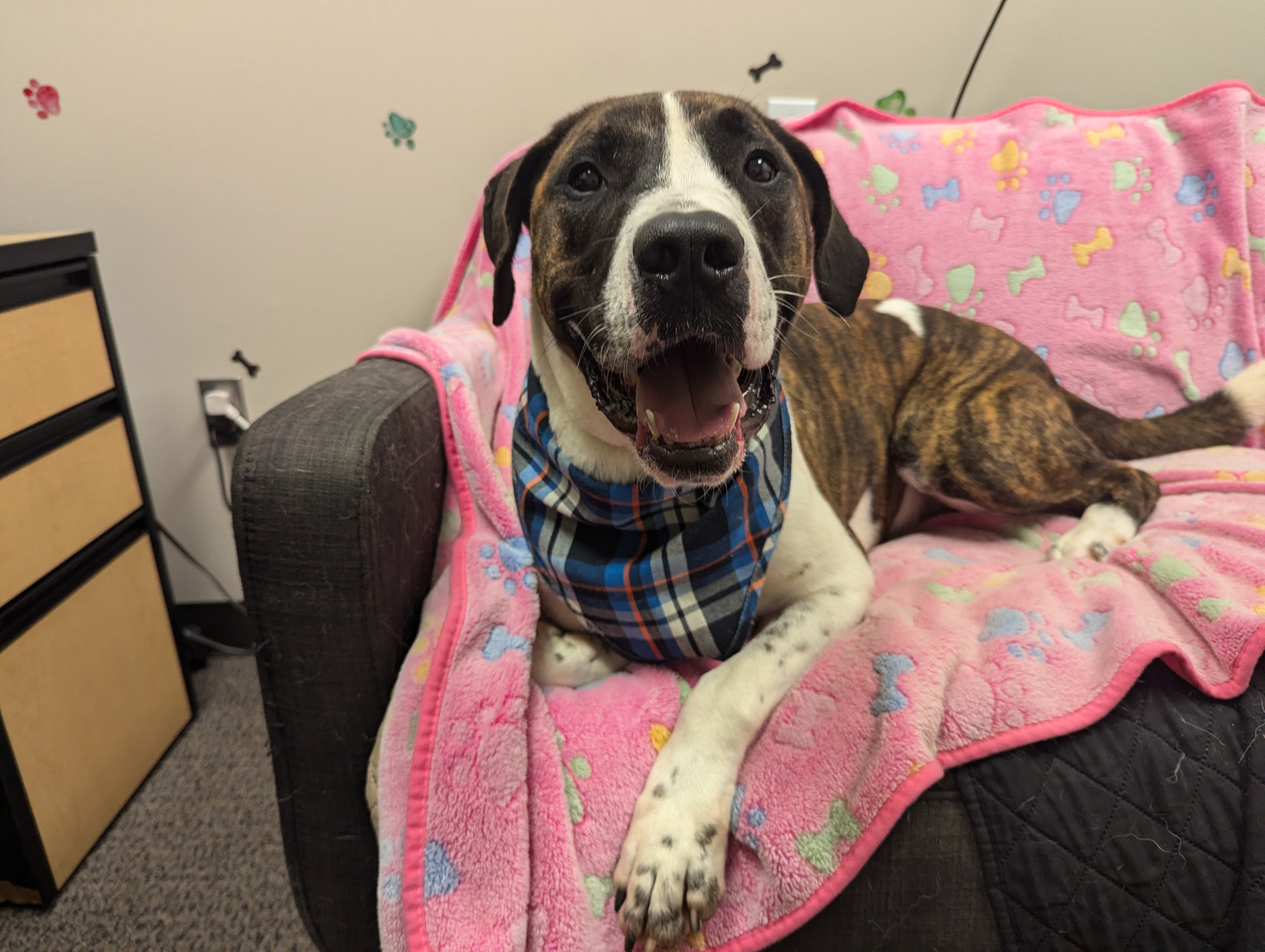 Tater, a Adoptable mixed breed in angleton, TX image 2/6