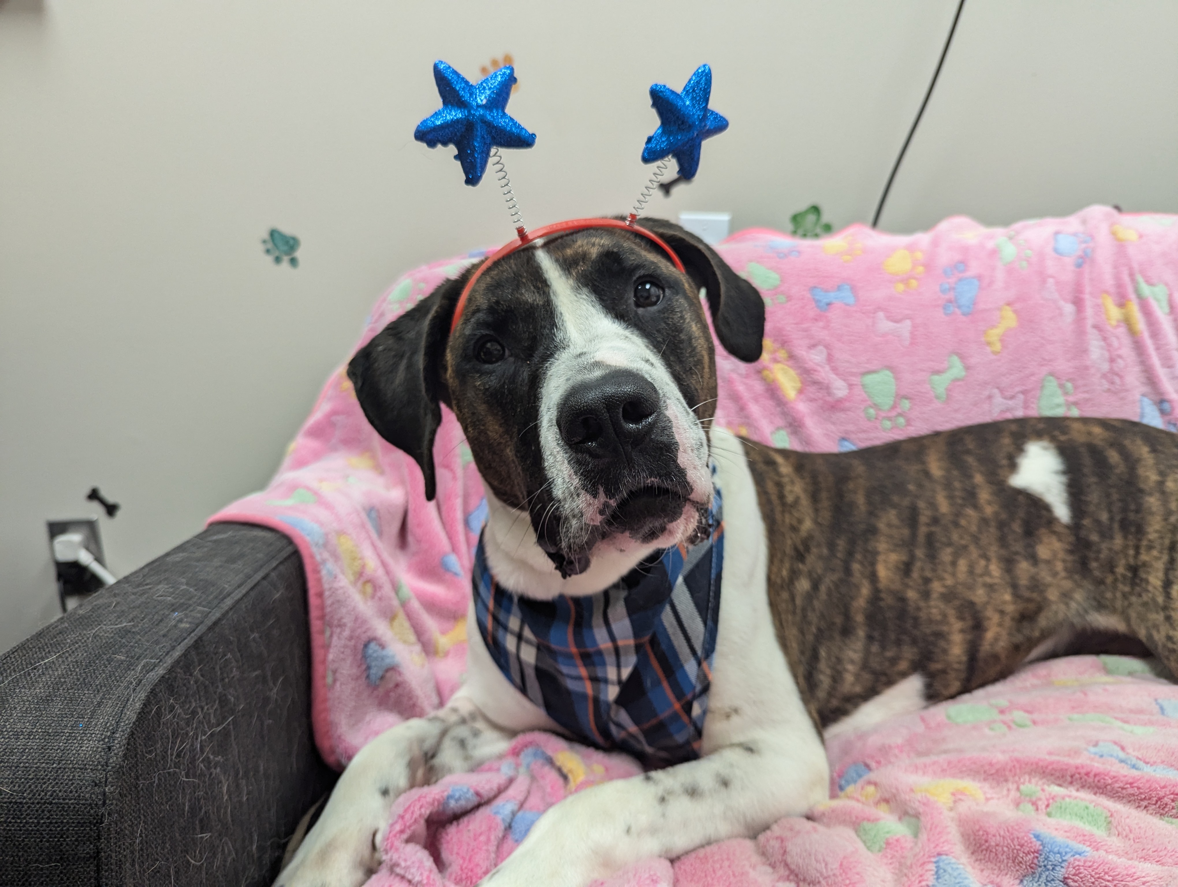 Tater, a Adoptable mixed breed in angleton, TX image 5/6