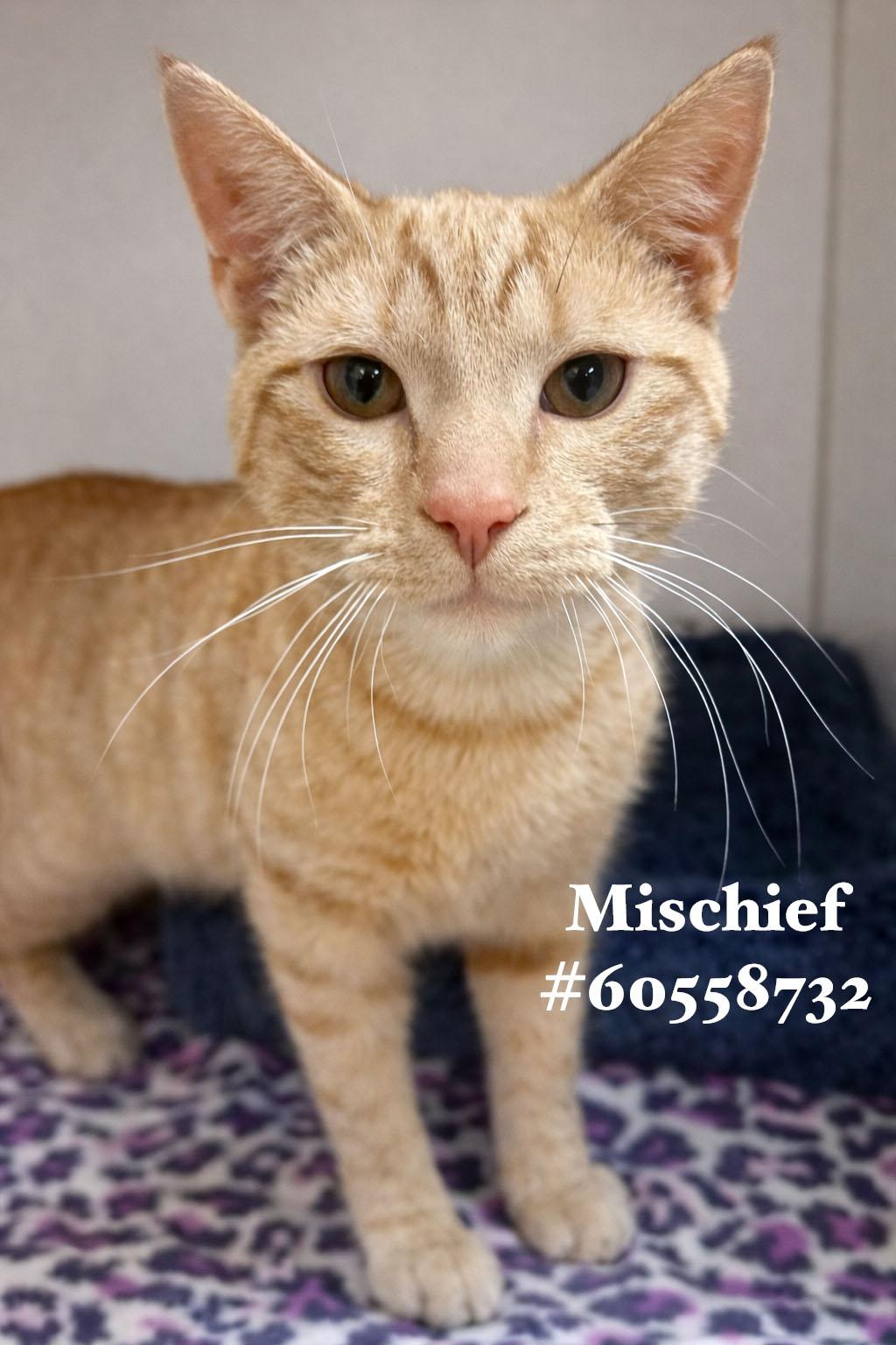 Mischief , adopted, Young Male Oriental Tabby.