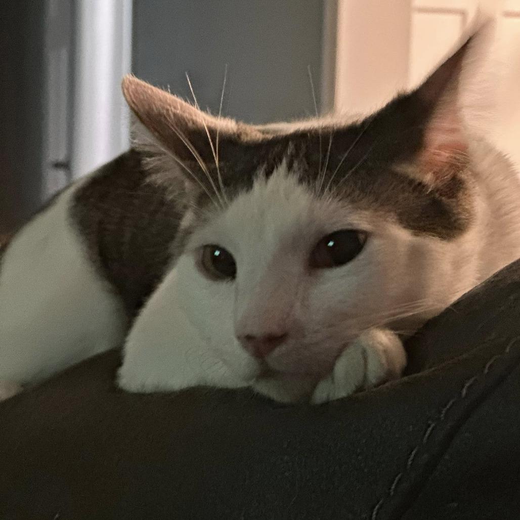 Enlarge Cruello, a Adoptable Domestic Short Hair in Edwardsville, IL image 1/5