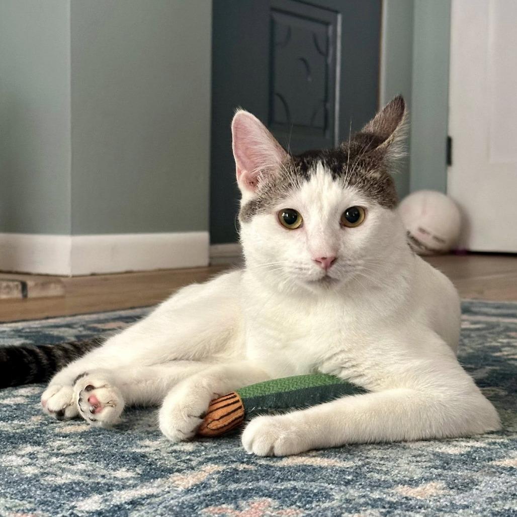 Enlarge Cruello, a Adoptable Domestic Short Hair in Edwardsville, IL image 2/5