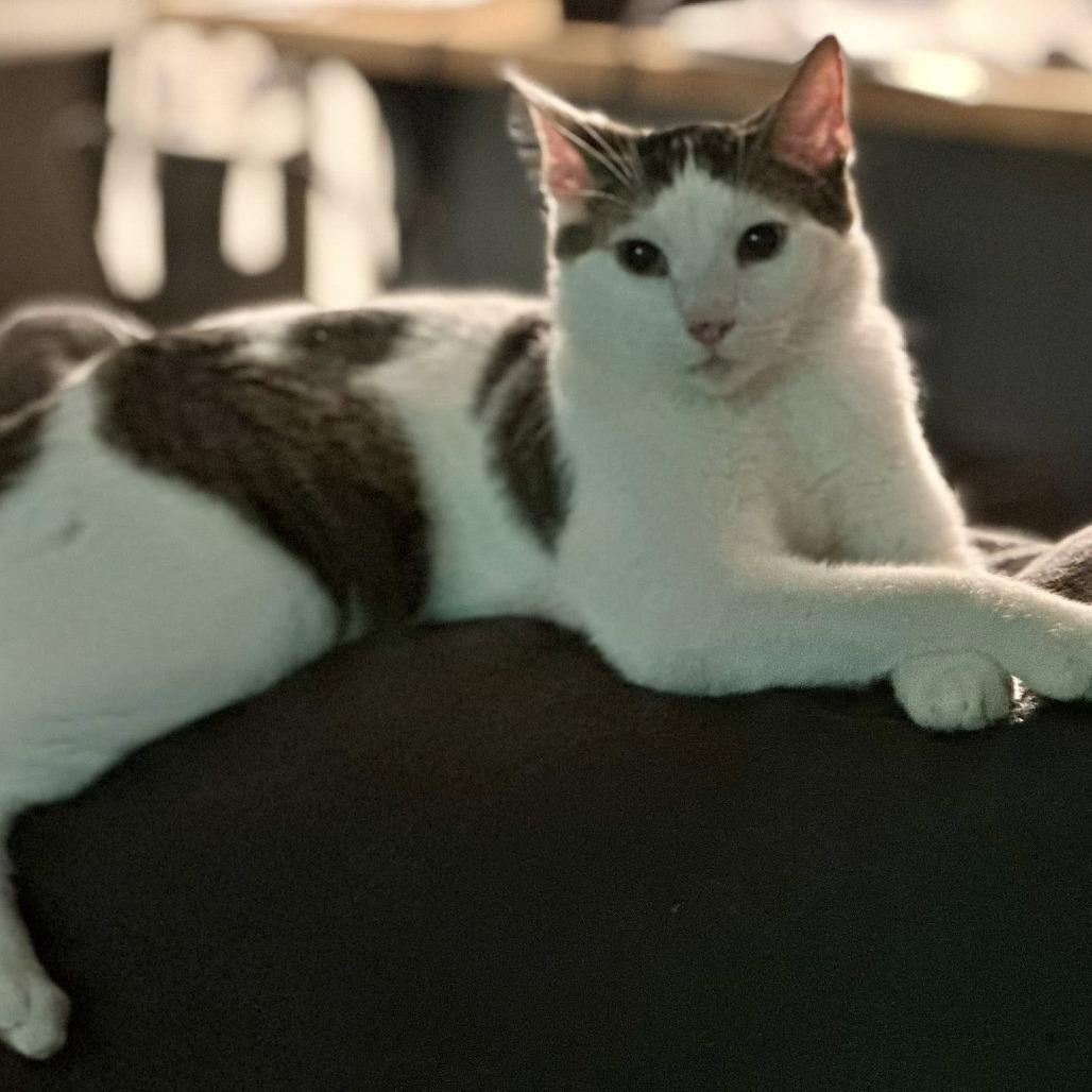 Enlarge Cruello, a Adoptable Domestic Short Hair in Edwardsville, IL image 3/5