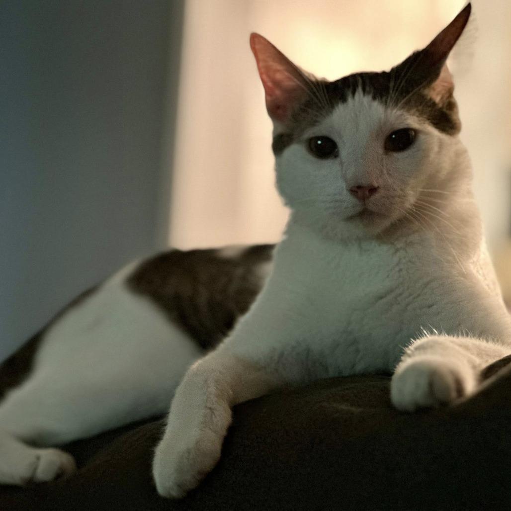 Enlarge Cruello, a Adoptable Domestic Short Hair in Edwardsville, IL image 4/5