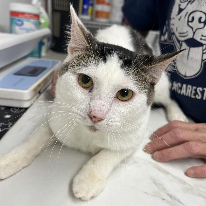 Enlarge Cruello, a Adoptable Domestic Short Hair in Edwardsville, IL image 5/5