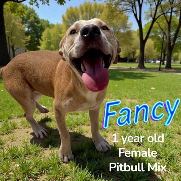 Fancy, Adoptable, Young Female Pit Bull Terrier & Labrador Retriever.