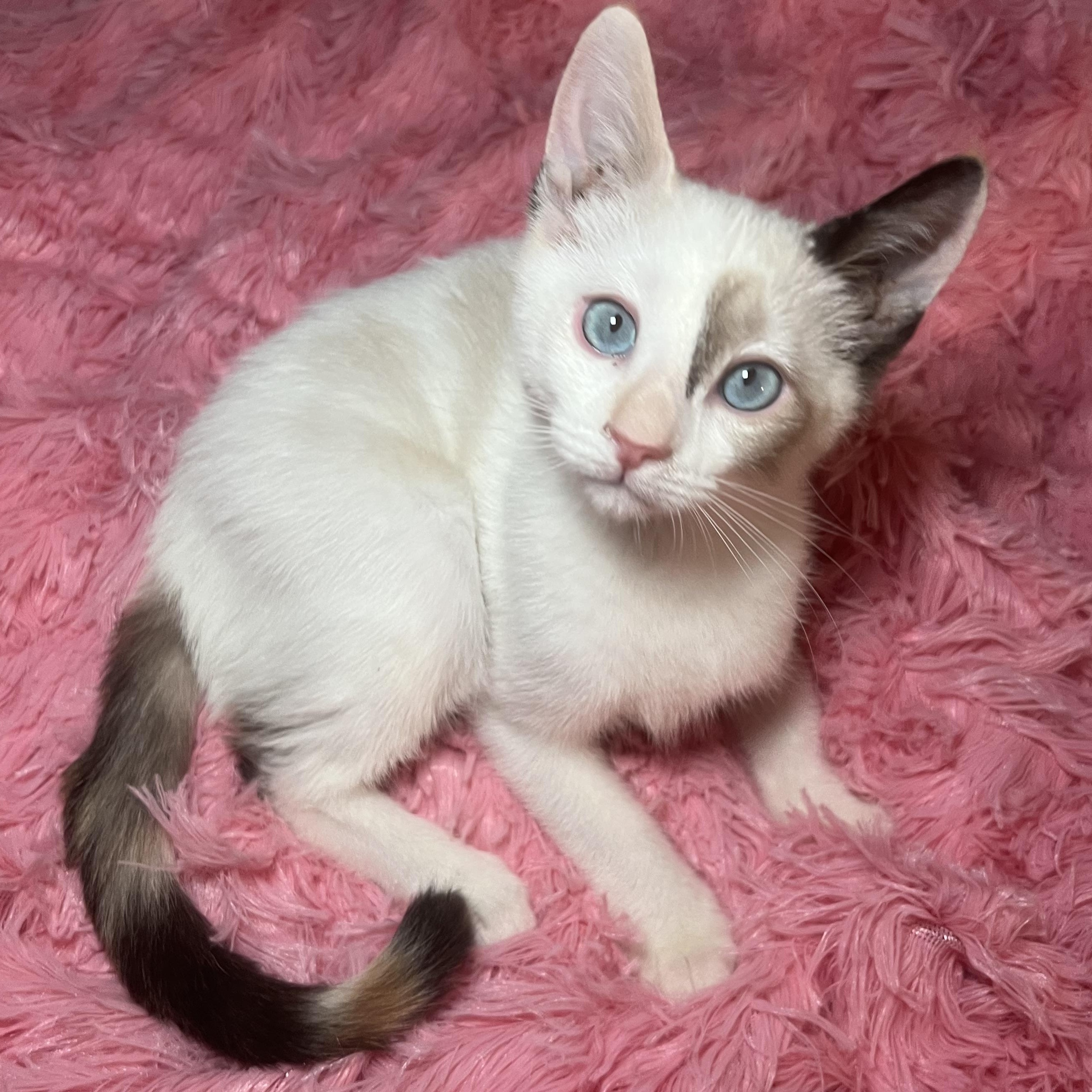 Paige - Mpk Siamese Cat