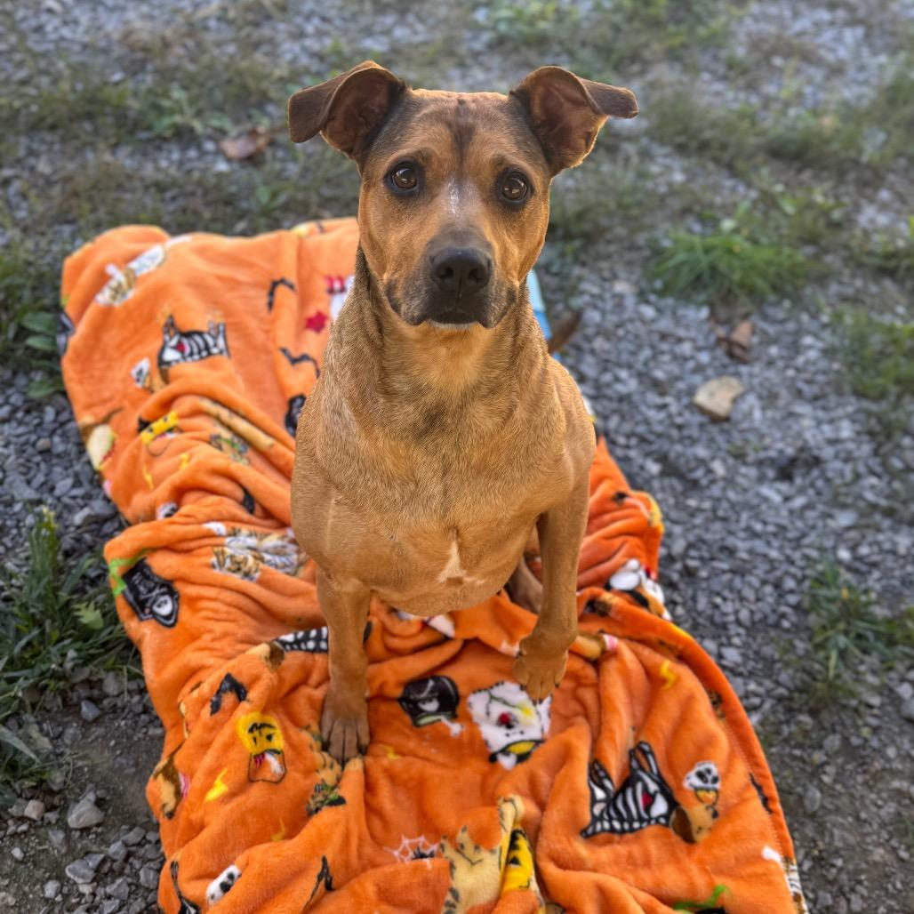 Tuesday, Adoptable, Senior Female Mixed Breed.