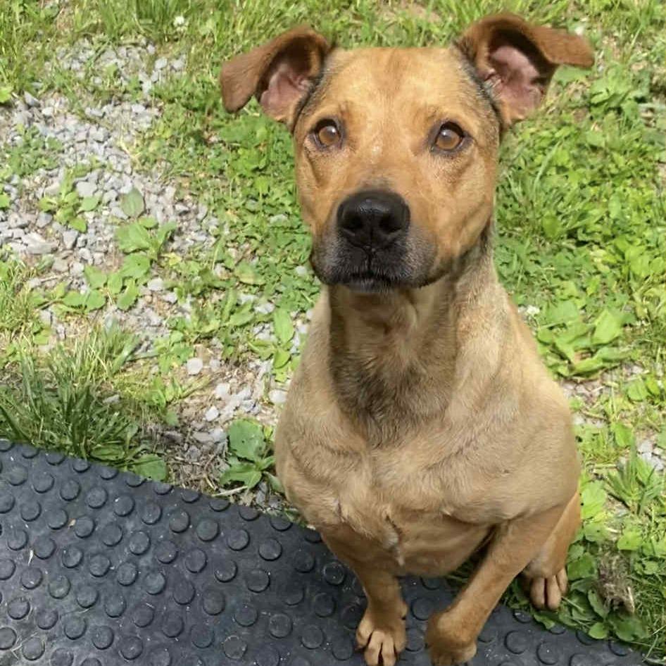 Enlarge Tuesday, a Adoptable Mixed Breed in Fairmont, WV image 2/2