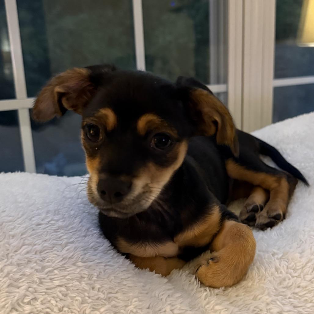 Enlarge Camellia, a Adoptable mixed breed in Fayetteville, GA image 2/5