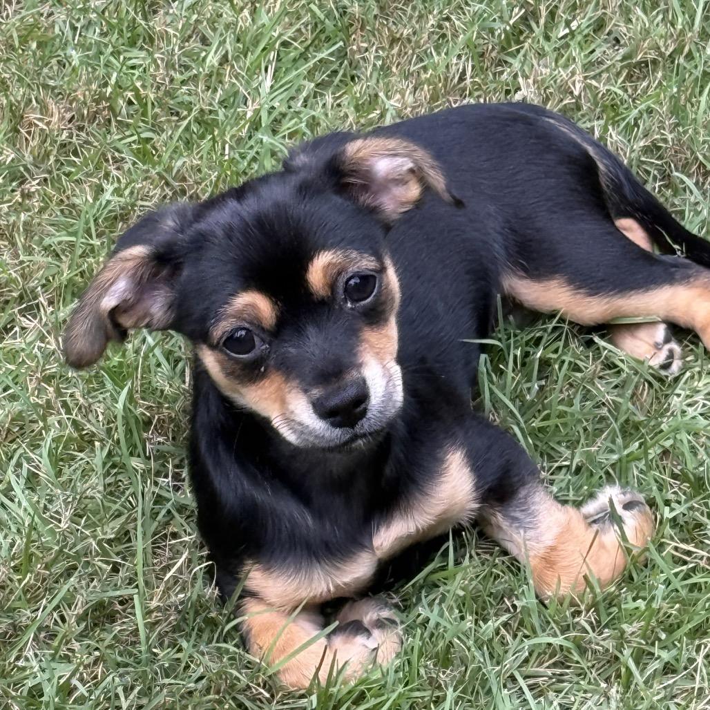 Enlarge Camellia, a Adoptable mixed breed in Fayetteville, GA image 4/5