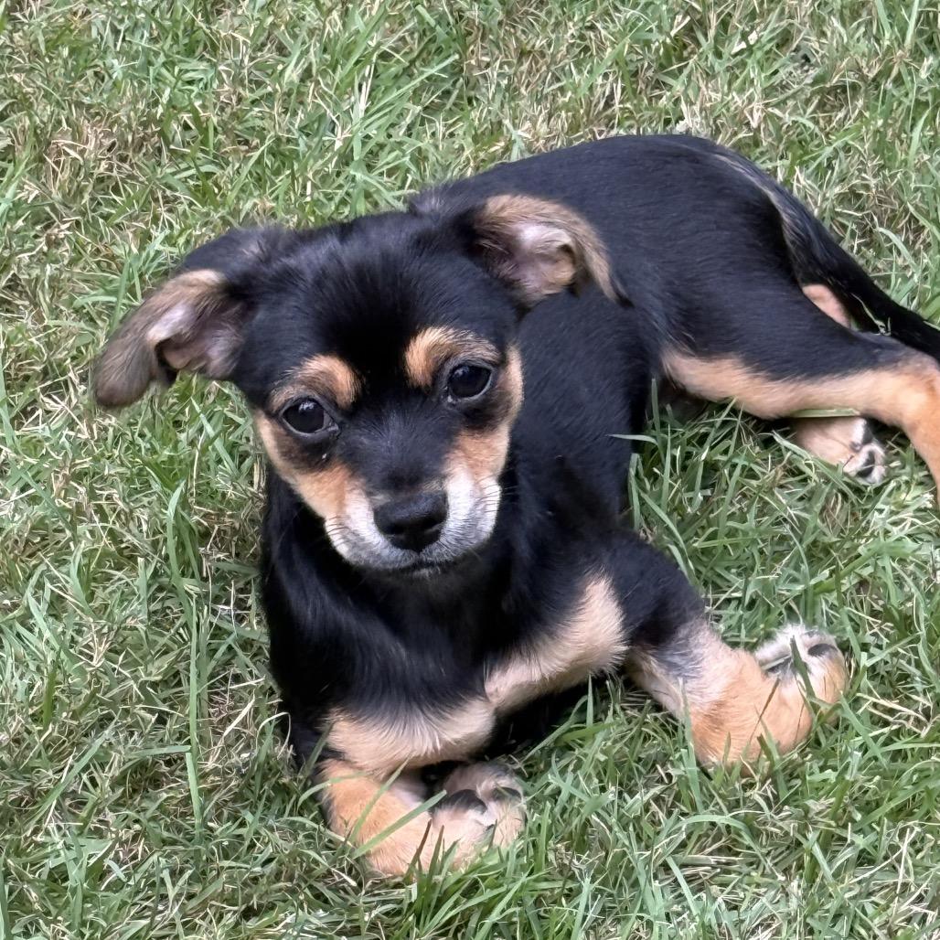 Enlarge Camellia, a Adoptable mixed breed in Fayetteville, GA image 5/5