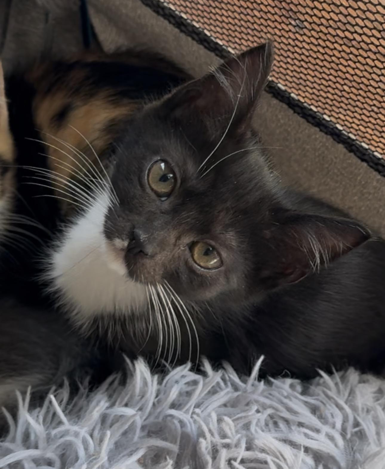 Enlarge baby kittens ready second week of January, a ADOPTABLE Tabby in Kissimmee, FL image 1/5