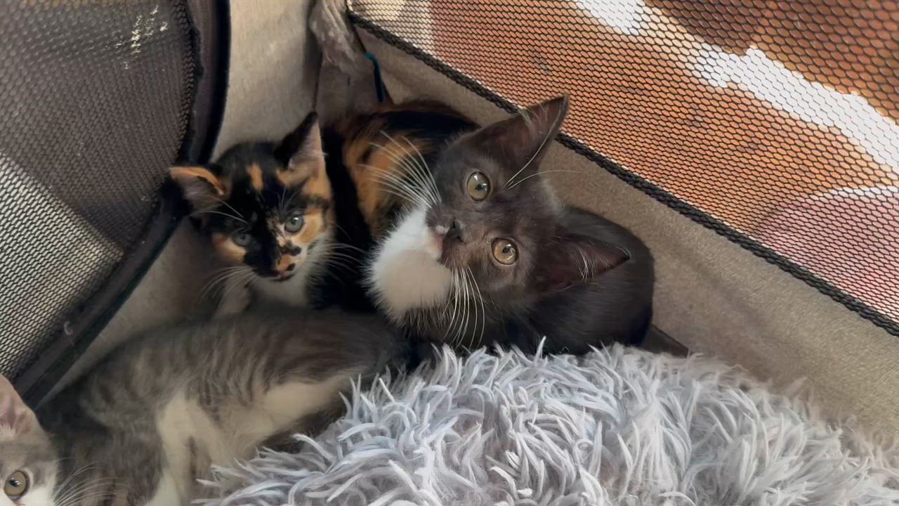 Enlarge baby kittens ready second week of January, a ADOPTABLE Tabby in Kissimmee, FL video 4/5