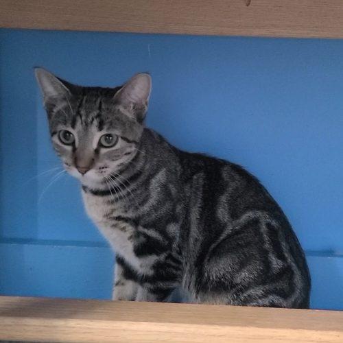 Enlarge Ivy, a Adoptable Domestic Short Hair in Elizabeth, IL image 1/4
