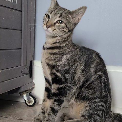 Enlarge Ivy, a Adoptable Domestic Short Hair in Elizabeth, IL image 2/4