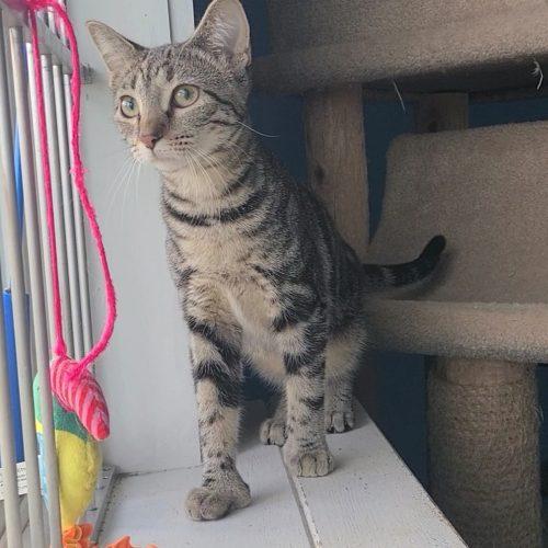 Enlarge Ivy, a Adoptable Domestic Short Hair in Elizabeth, IL image 3/4