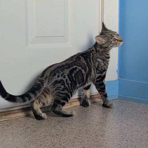 Enlarge Ivy, a Adoptable Domestic Short Hair in Elizabeth, IL image 4/4