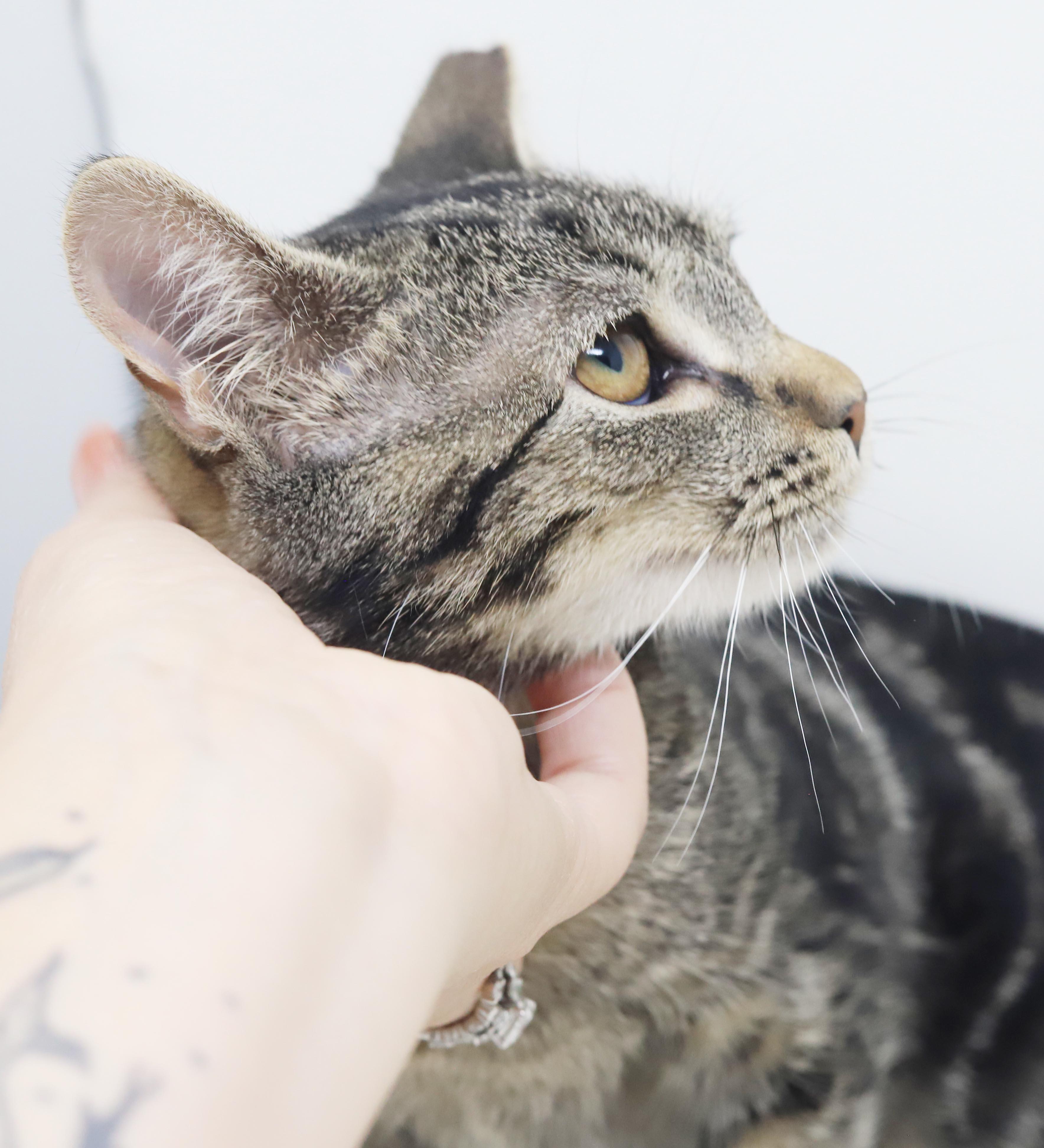 Enlarge Bunny is THE best - EPIC VIDEOS -so sweet and ear tipped by accident - LOVES tummy time, a Adopted mixed breed in Bedford Hills, NY image 6/6