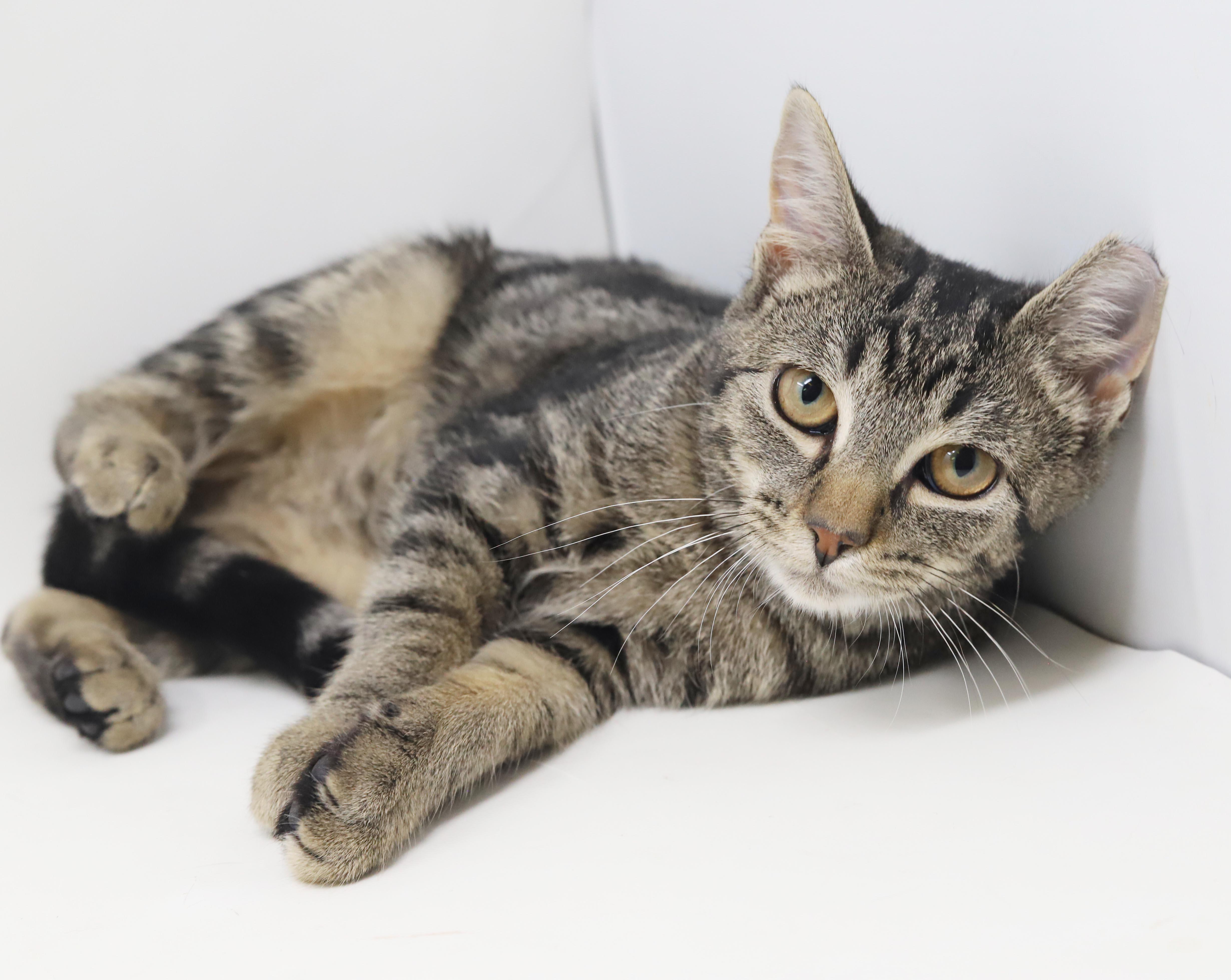 Bunny is THE best - EPIC VIDEOS -so sweet and ear tipped by accident - LOVES tummy time, Adopted, Kitten Female Tabby & Bengal.