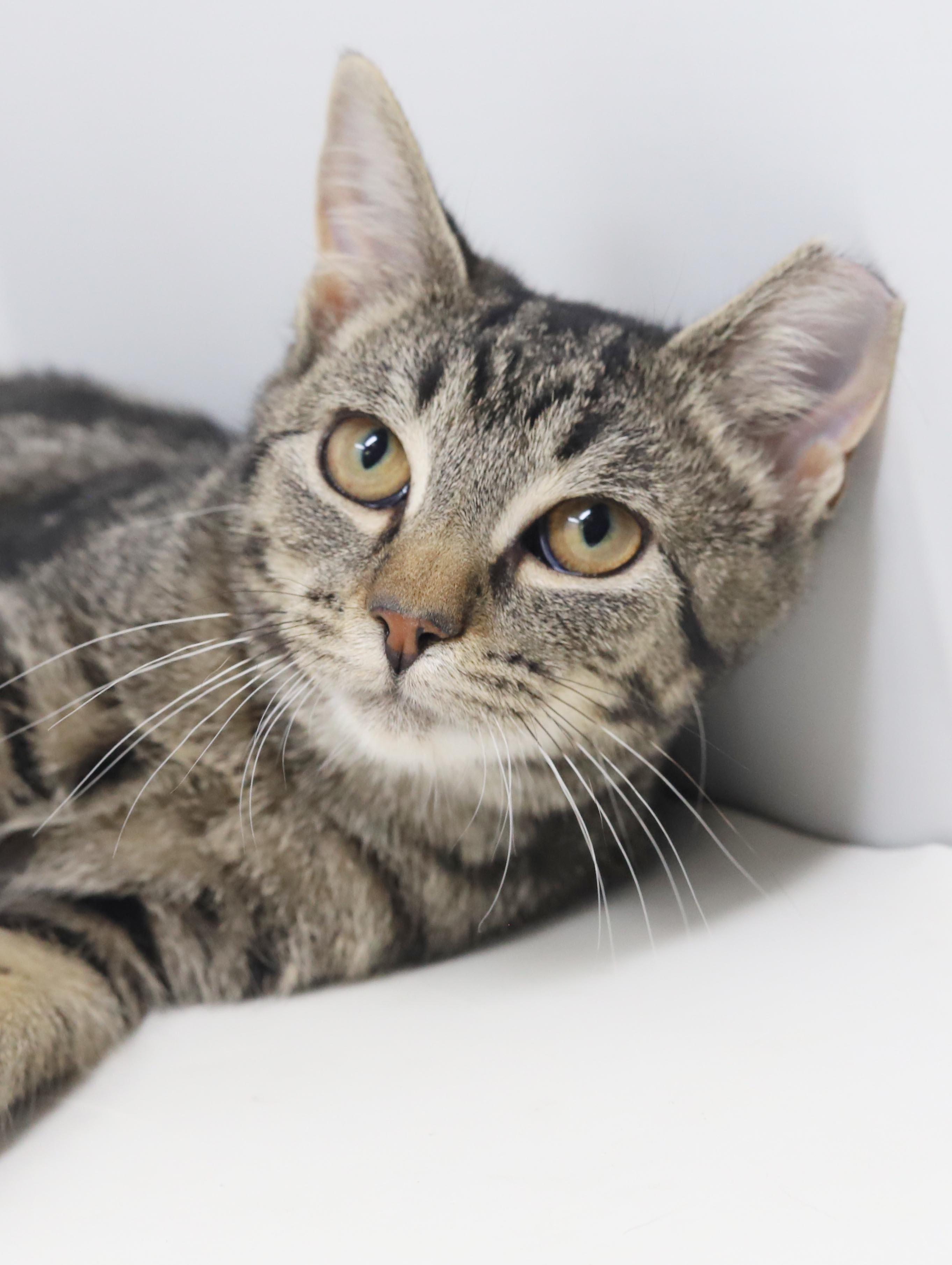 Enlarge Bunny is THE best - EPIC VIDEOS -so sweet and ear tipped by accident - LOVES tummy time, a Adopted mixed breed in Bedford Hills, NY image 3/6