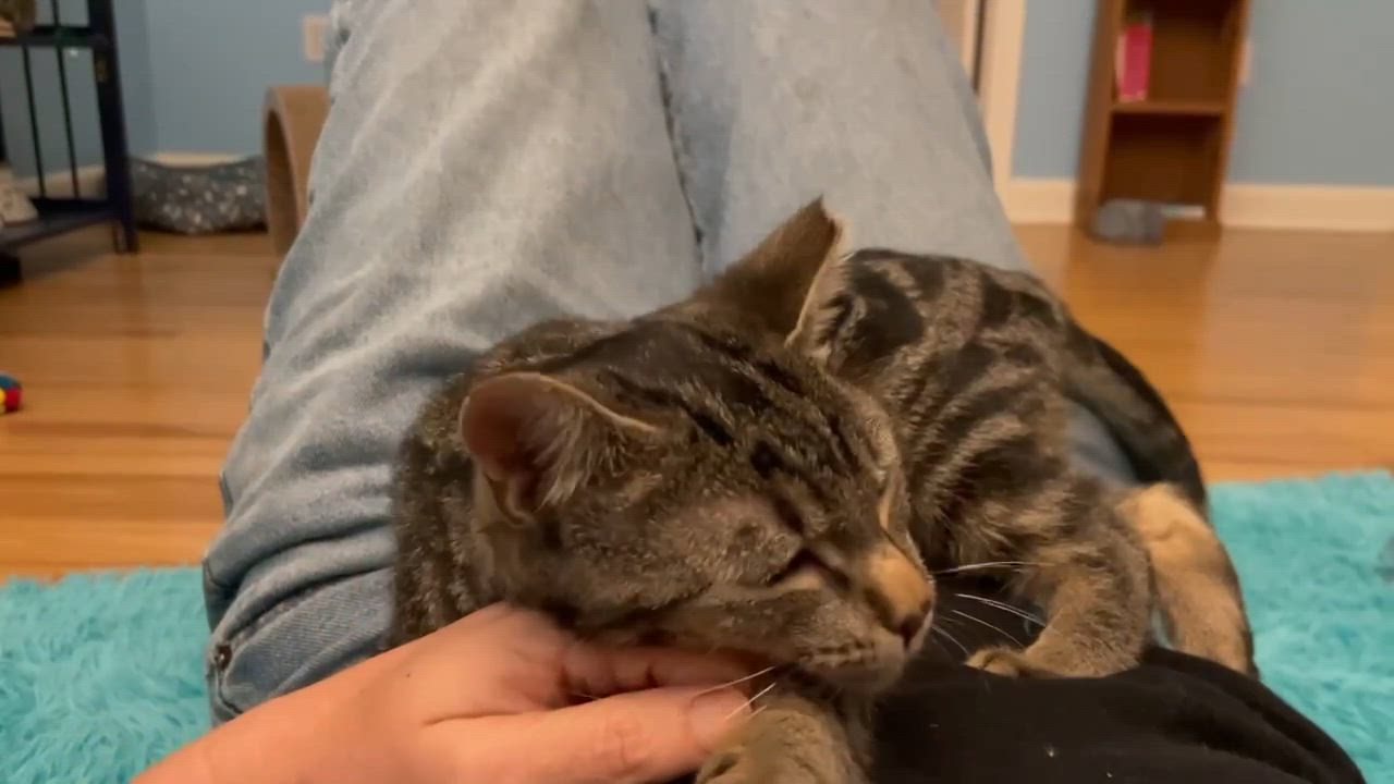 Enlarge Bunny is THE best - EPIC VIDEOS -so sweet and ear tipped by accident - LOVES tummy time, a Adopted mixed breed in Bedford Hills, NY video 4/6