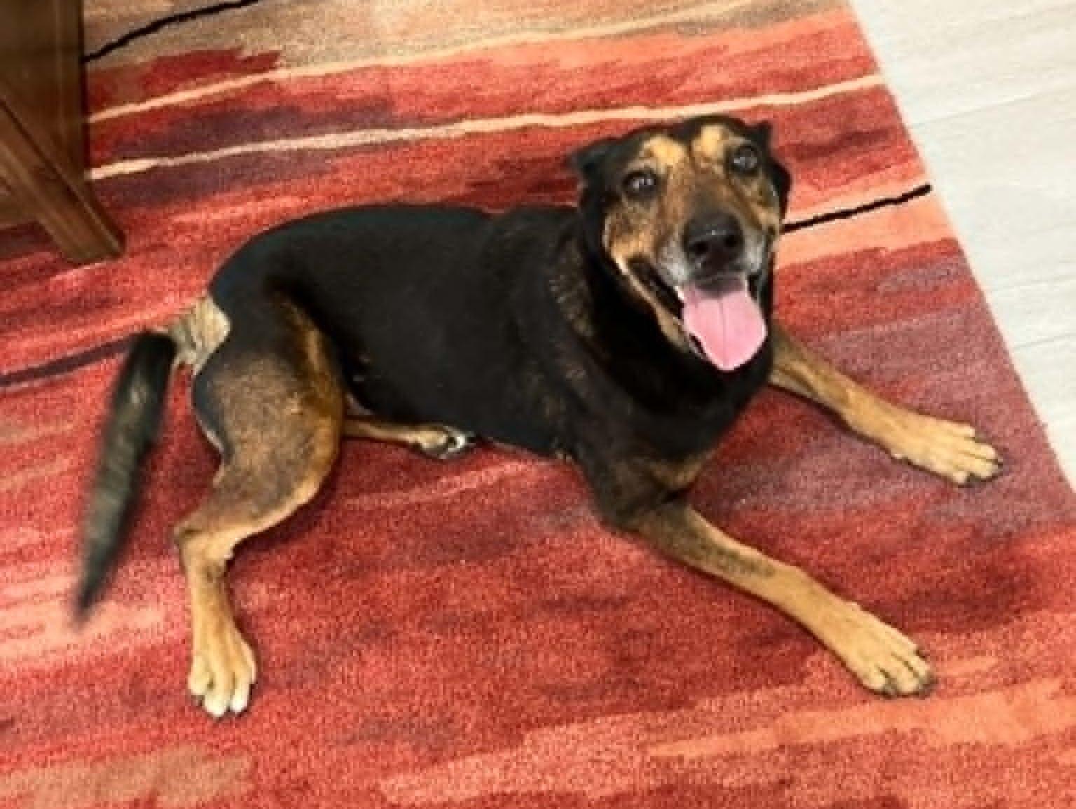 Maggie, a ADOPTABLE mixed breed in Temple, TX image 2/5