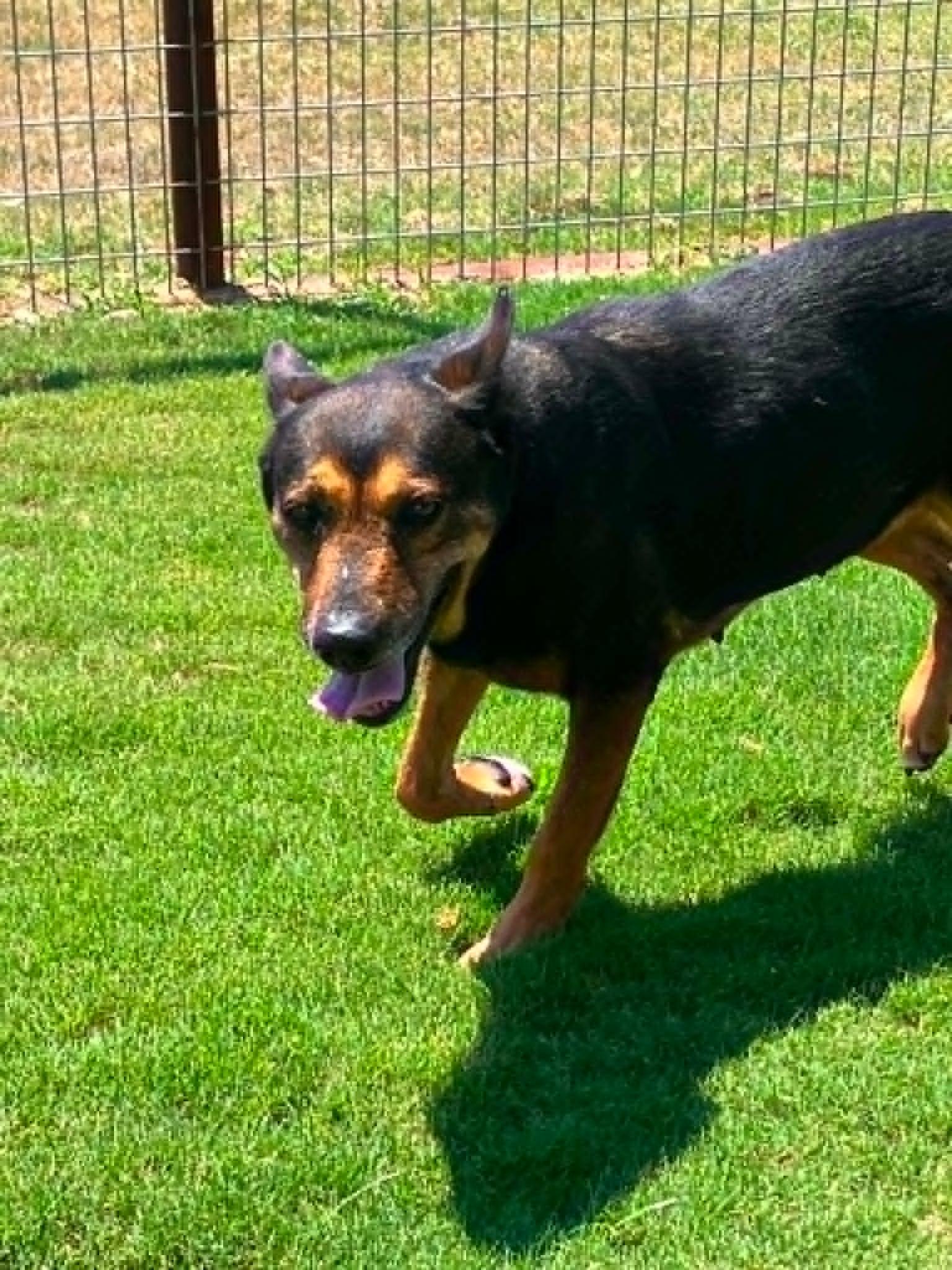 Maggie, a ADOPTABLE mixed breed in Temple, TX image 4/5
