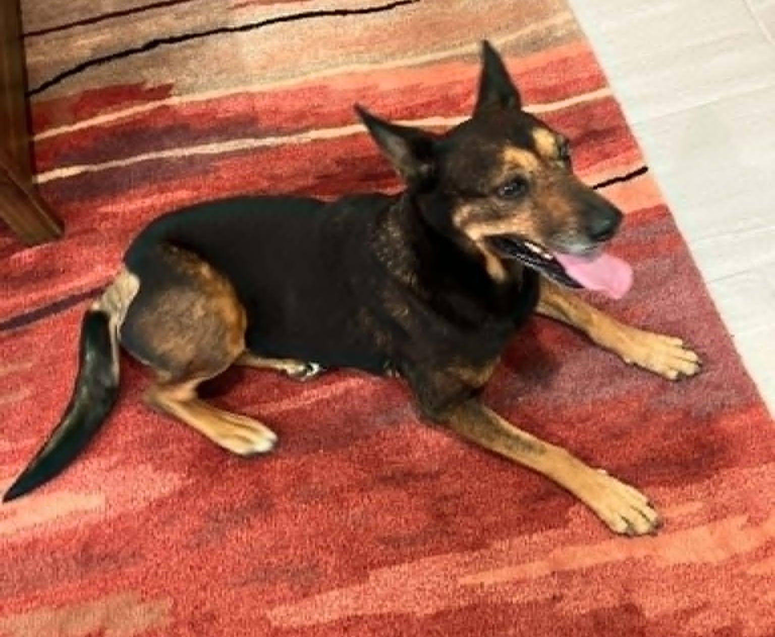 Maggie, ADOPTABLE, Adult Female German Shepherd Dog.