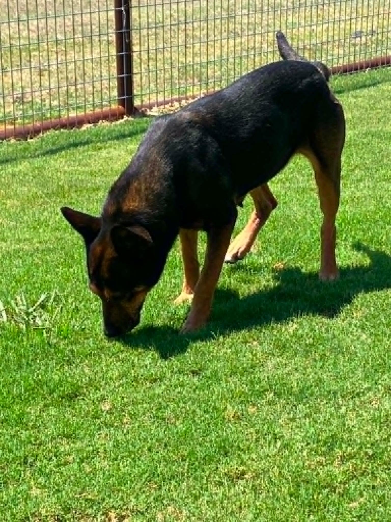 Maggie, a ADOPTABLE mixed breed in Temple, TX image 5/5