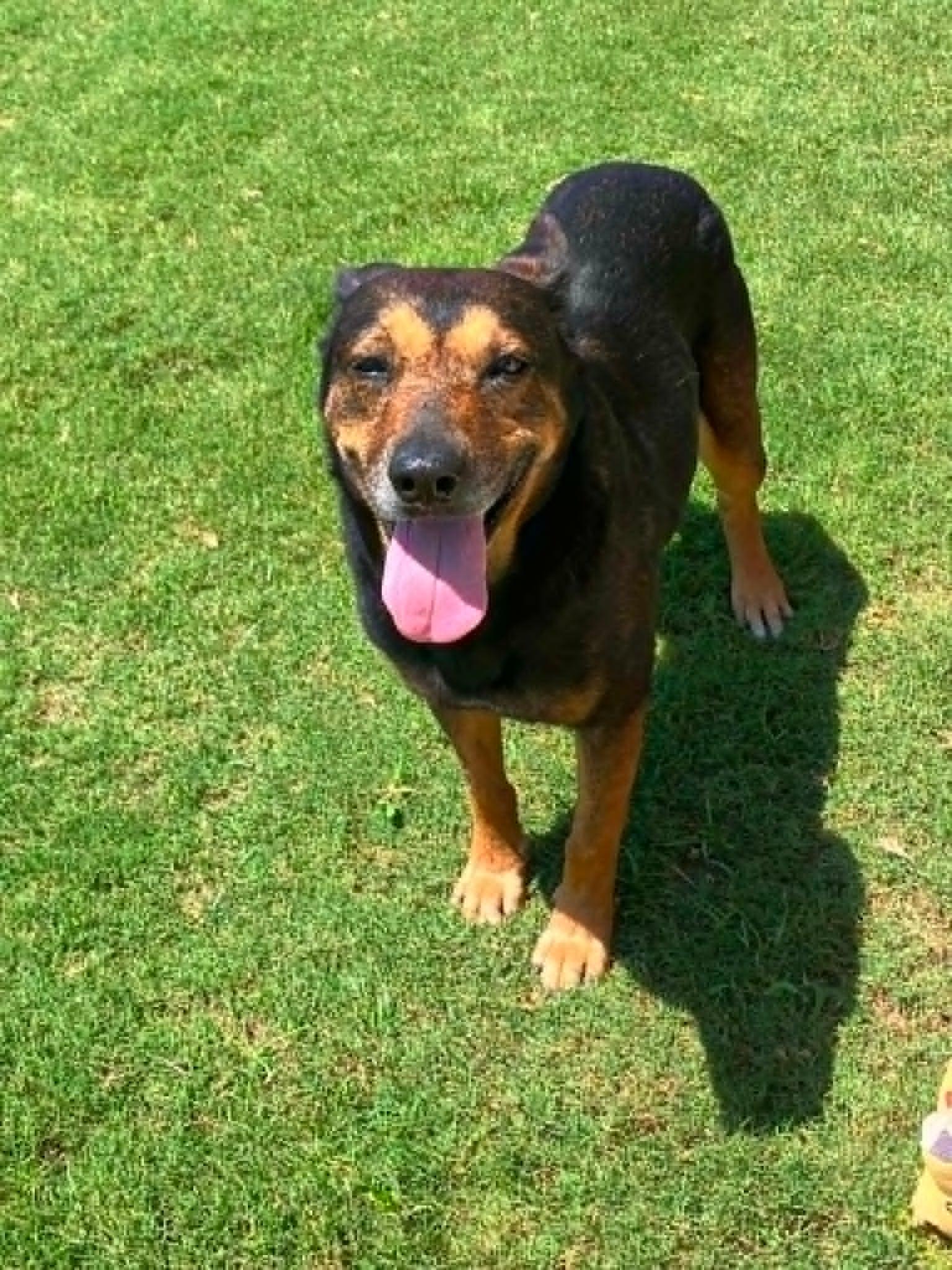 Maggie, a ADOPTABLE mixed breed in Temple, TX image 3/5