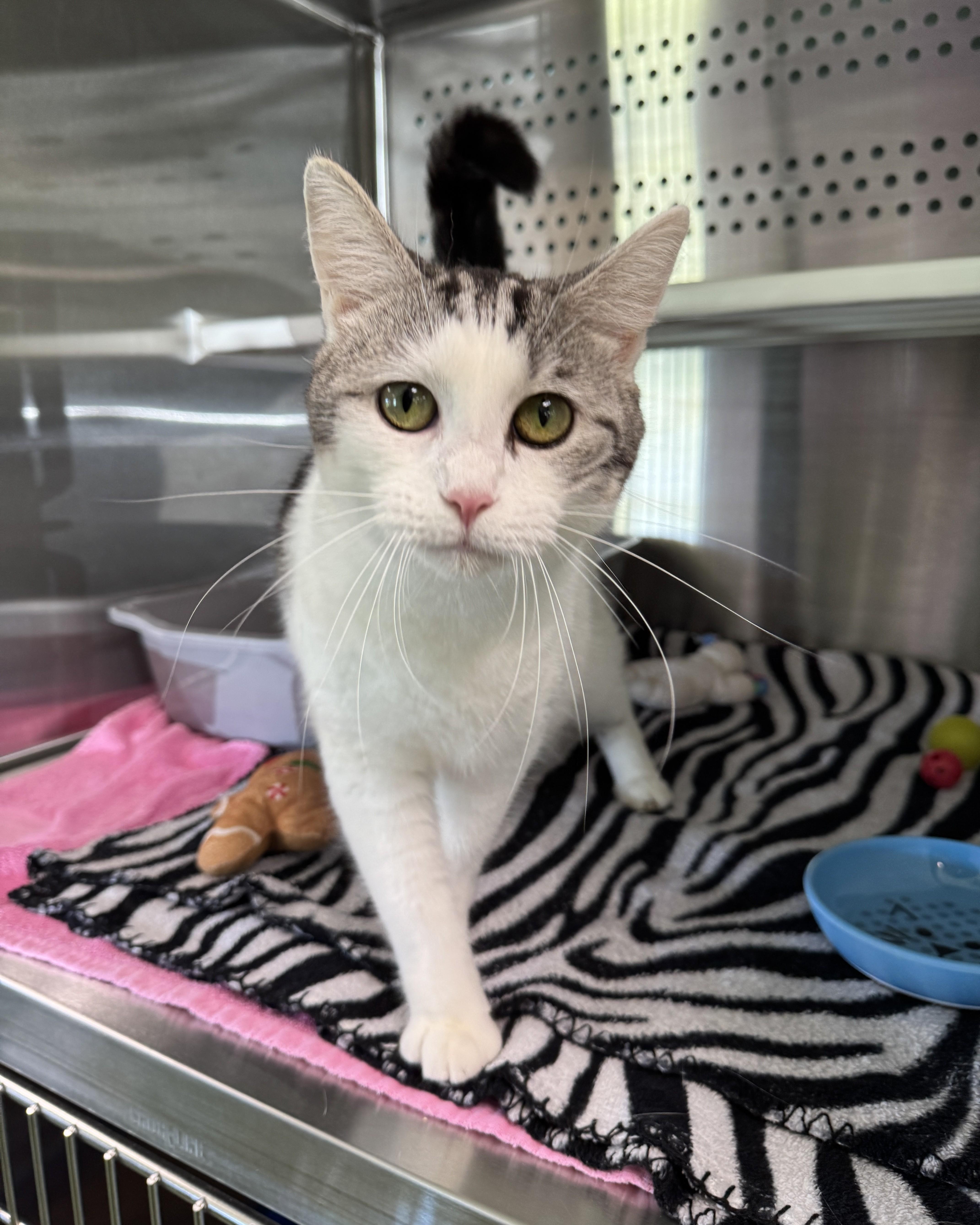 Princess, Adopted, Young Female Domestic Short Hair.