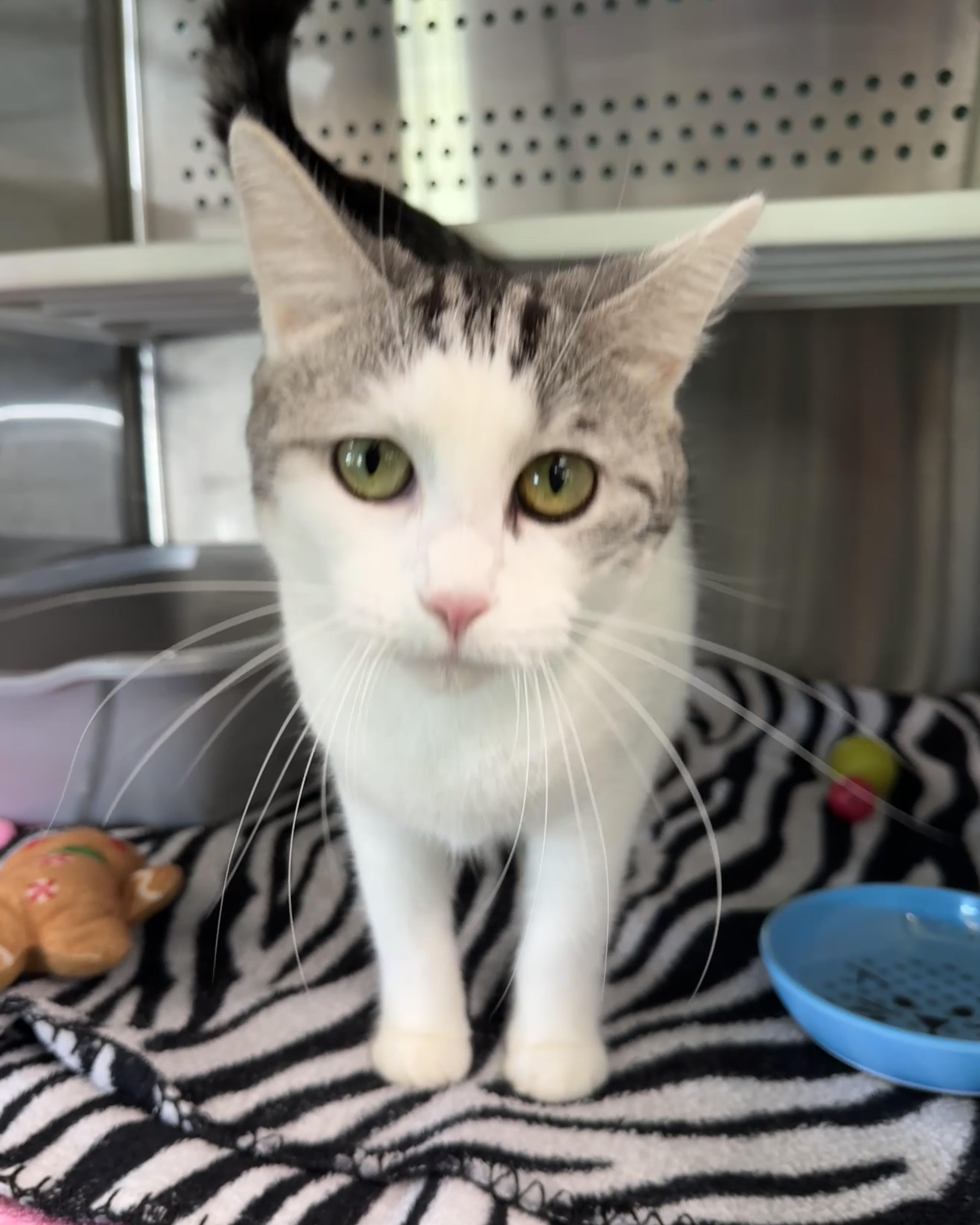Enlarge Princess, a Adopted Domestic Short Hair in Seneca, PA image 2/3