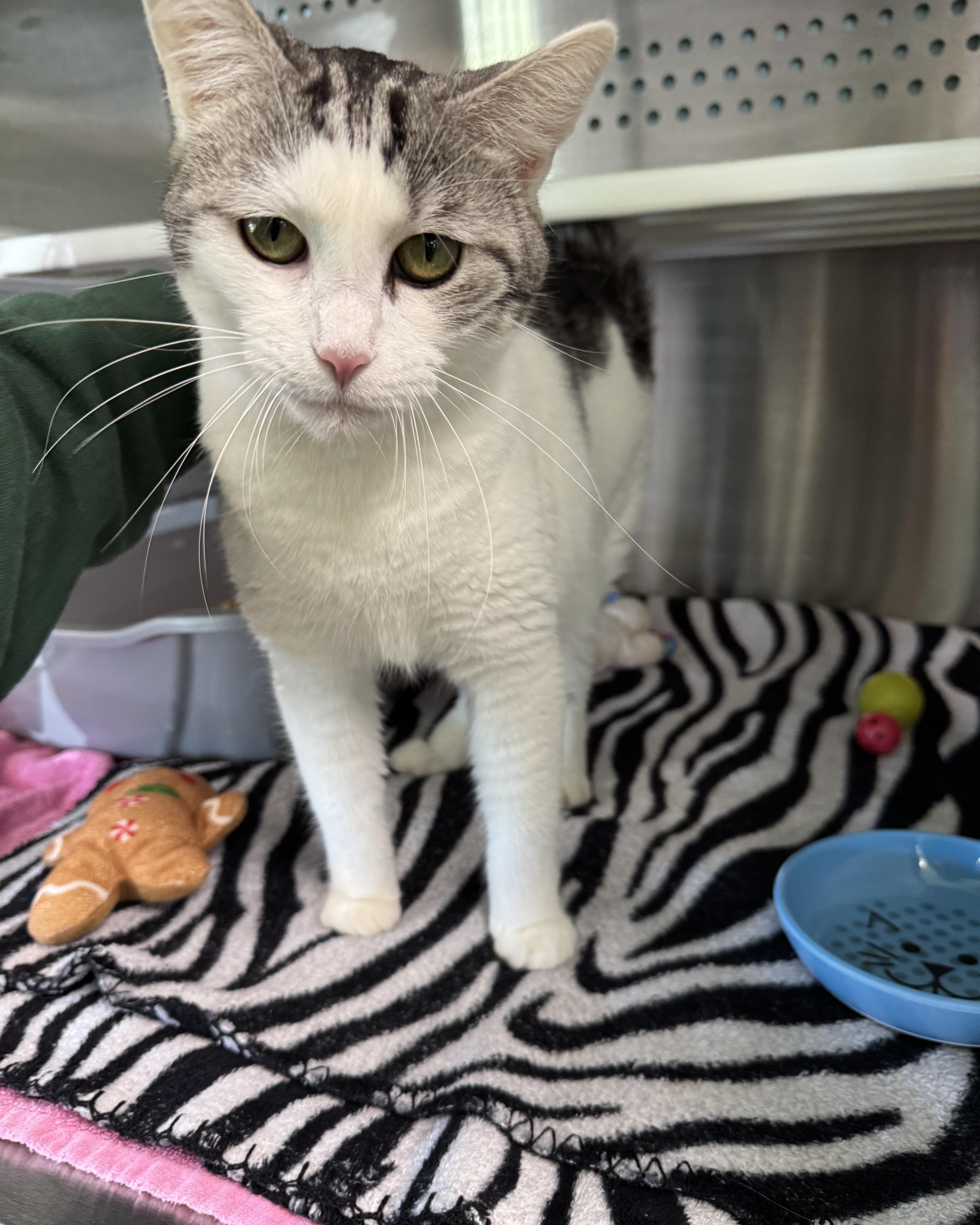 Enlarge Princess, a Adopted Domestic Short Hair in Seneca, PA image 3/3