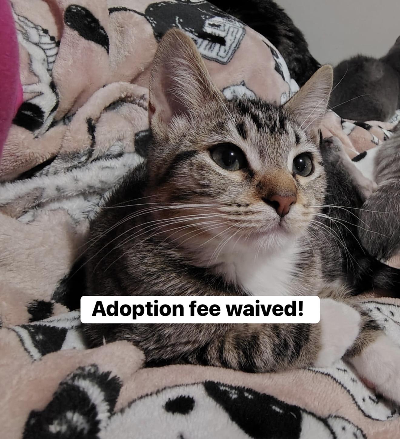 Jack, Adopted, Young Male Domestic Short Hair.