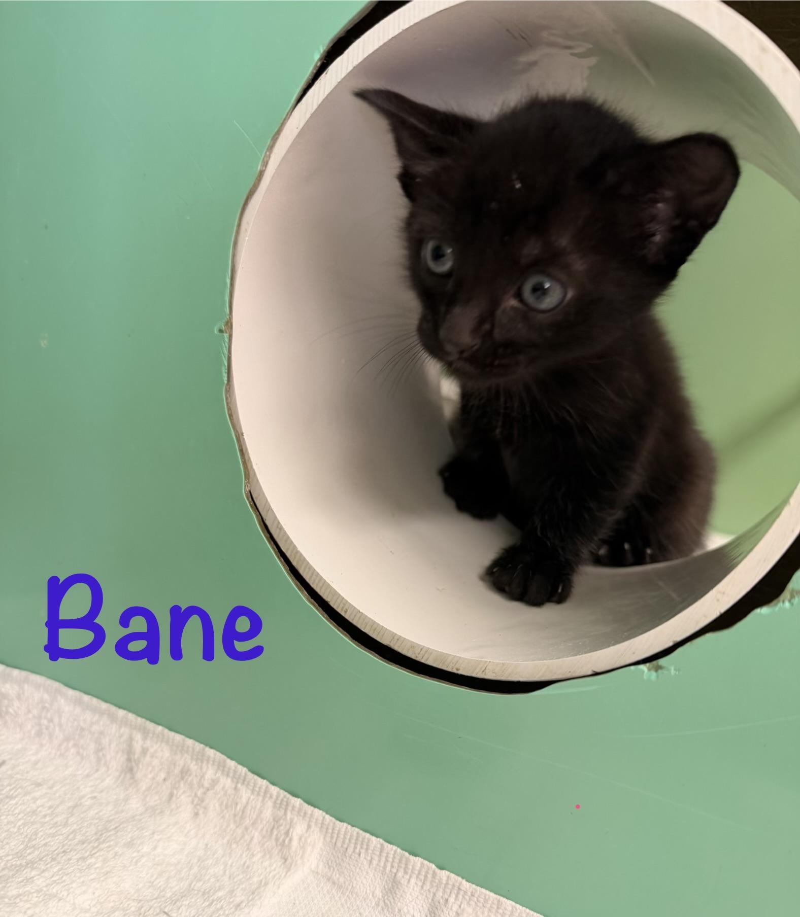 Bane, ADOPTABLE, Kitten Male Domestic Short Hair.