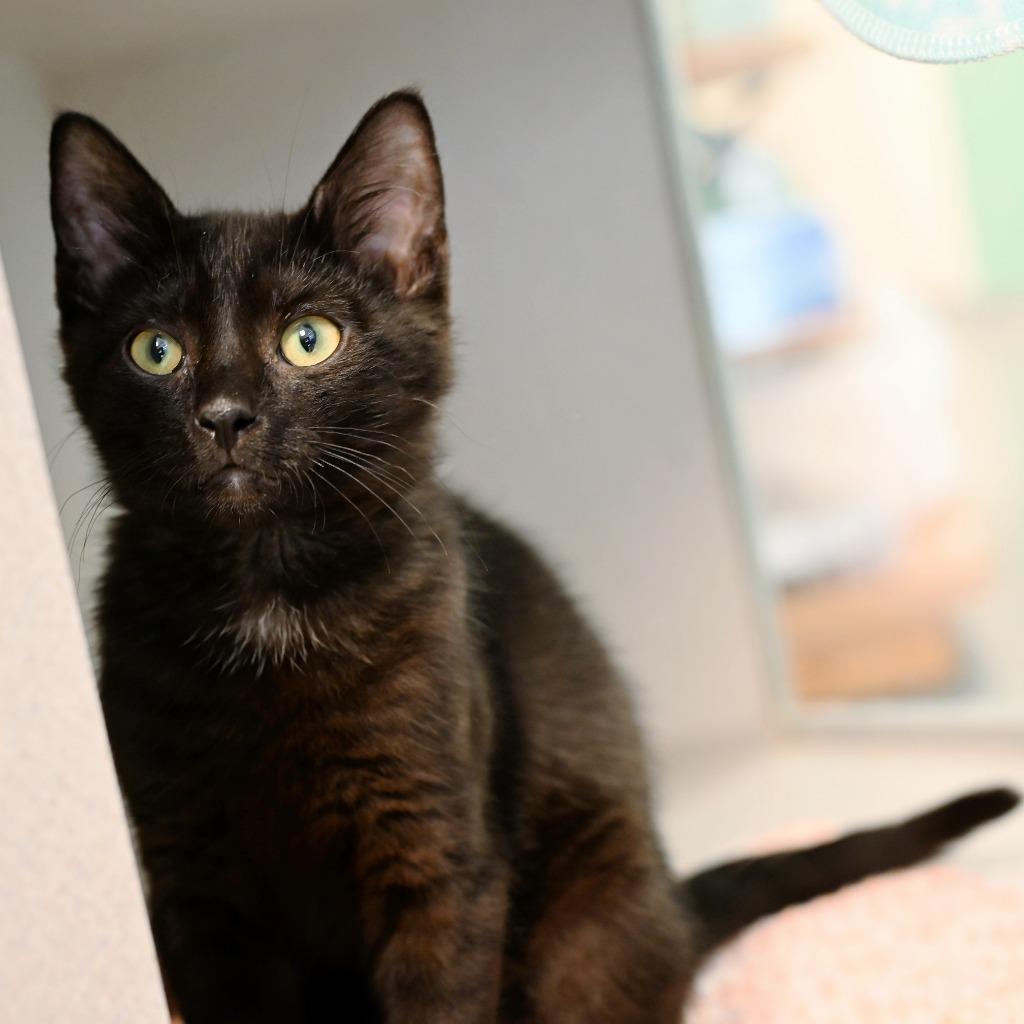 Enlarge Rowdy (and Opie), a Adoptable mixed breed in Shoreline, WA image 1/1