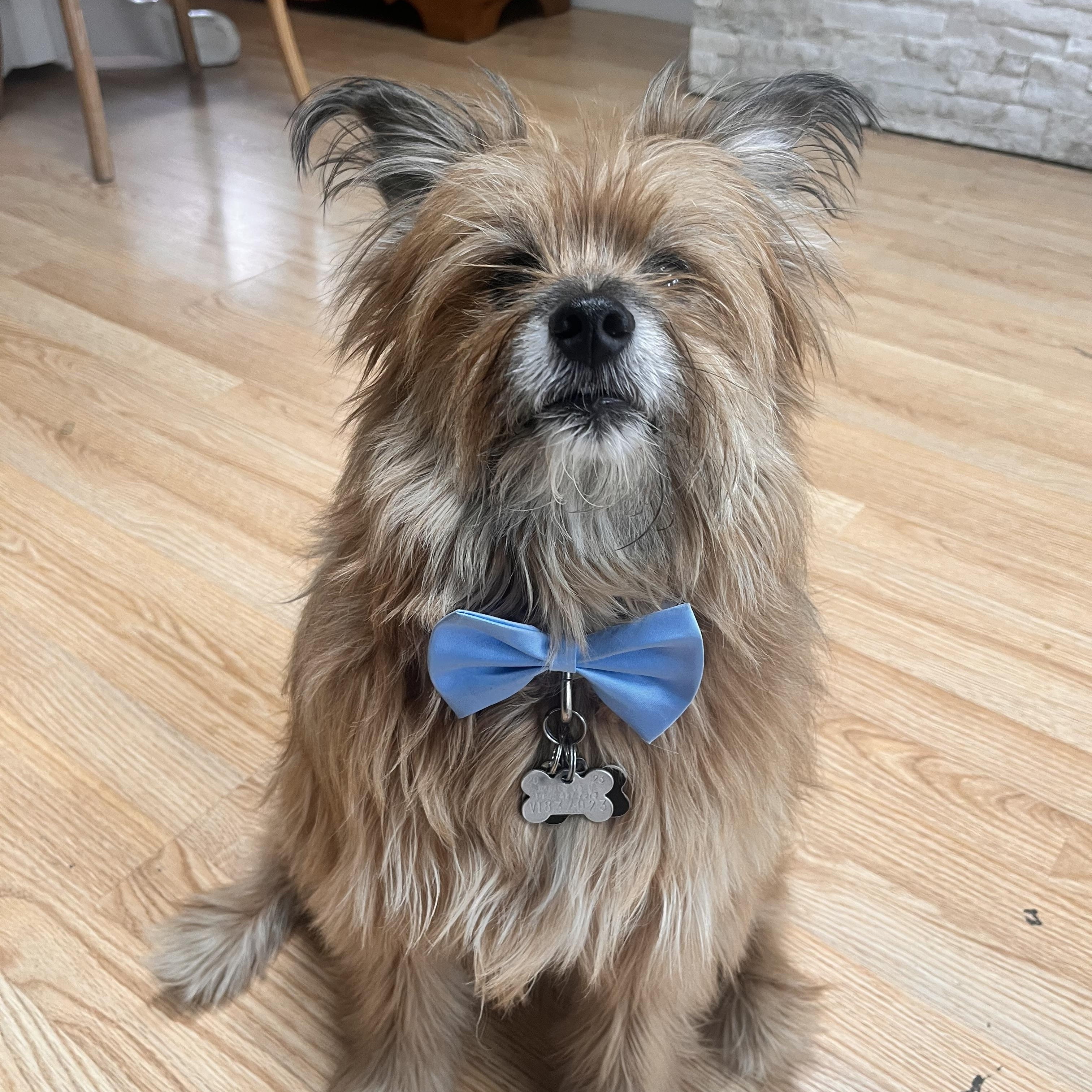 Enlarge Jax, an adopted mixed breed in Mount Prospect, IL image 5/6