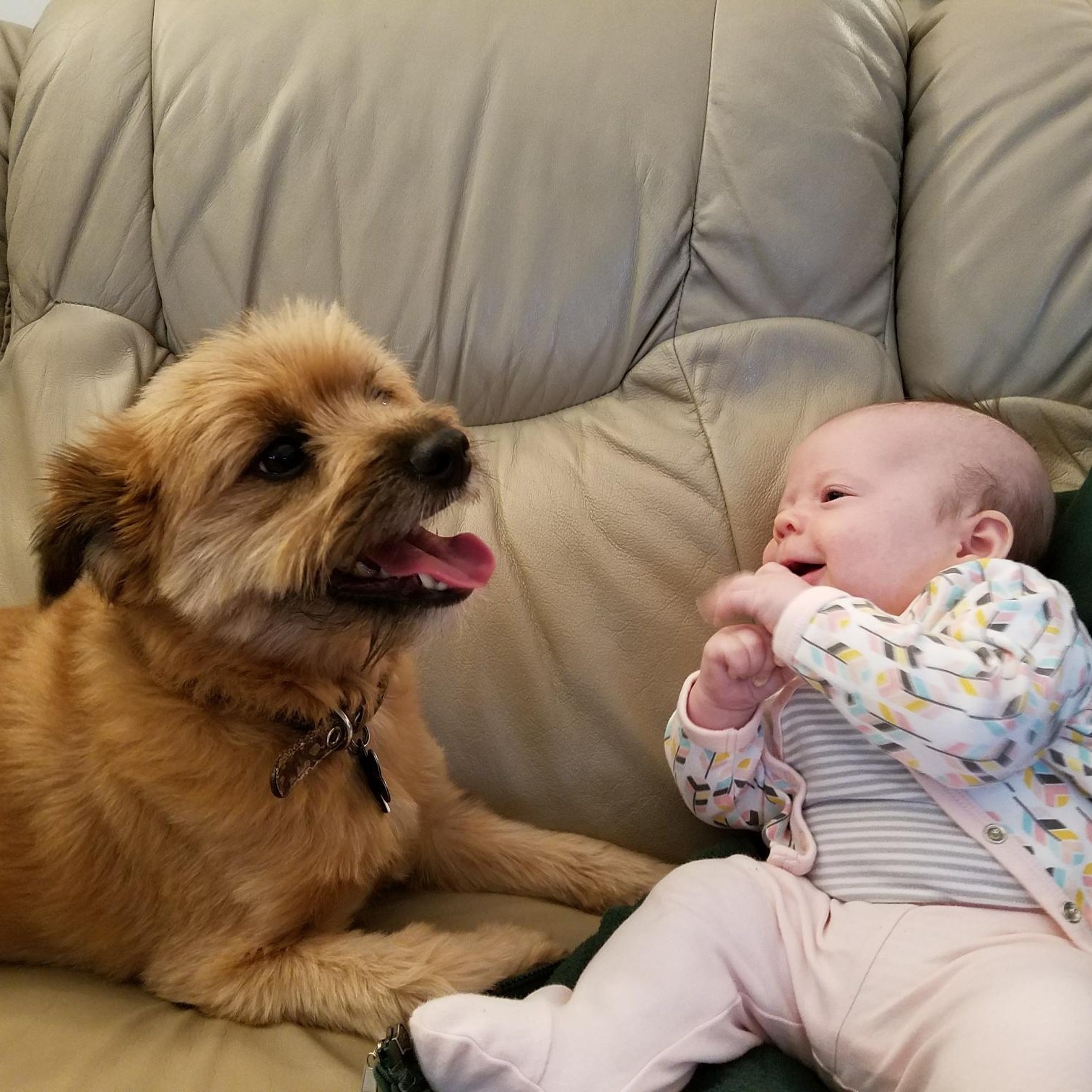 Enlarge Jax, an adopted mixed breed in Mount Prospect, IL image 4/6