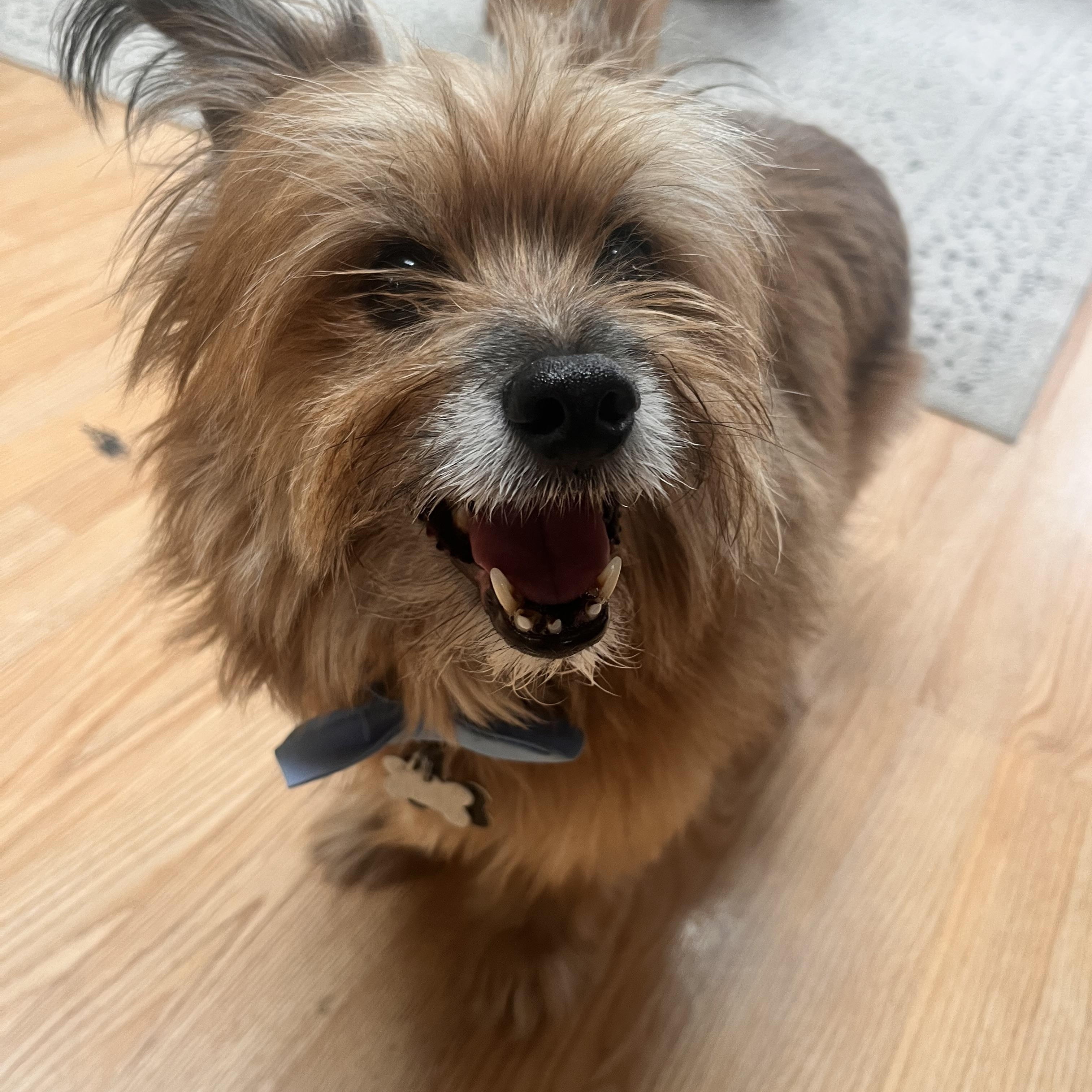 Enlarge Jax, an adopted mixed breed in Mount Prospect, IL image 2/6