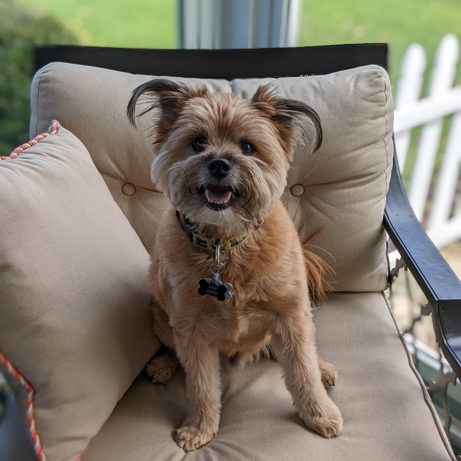 Enlarge Jax, an adopted mixed breed in Mount Prospect, IL image 3/6