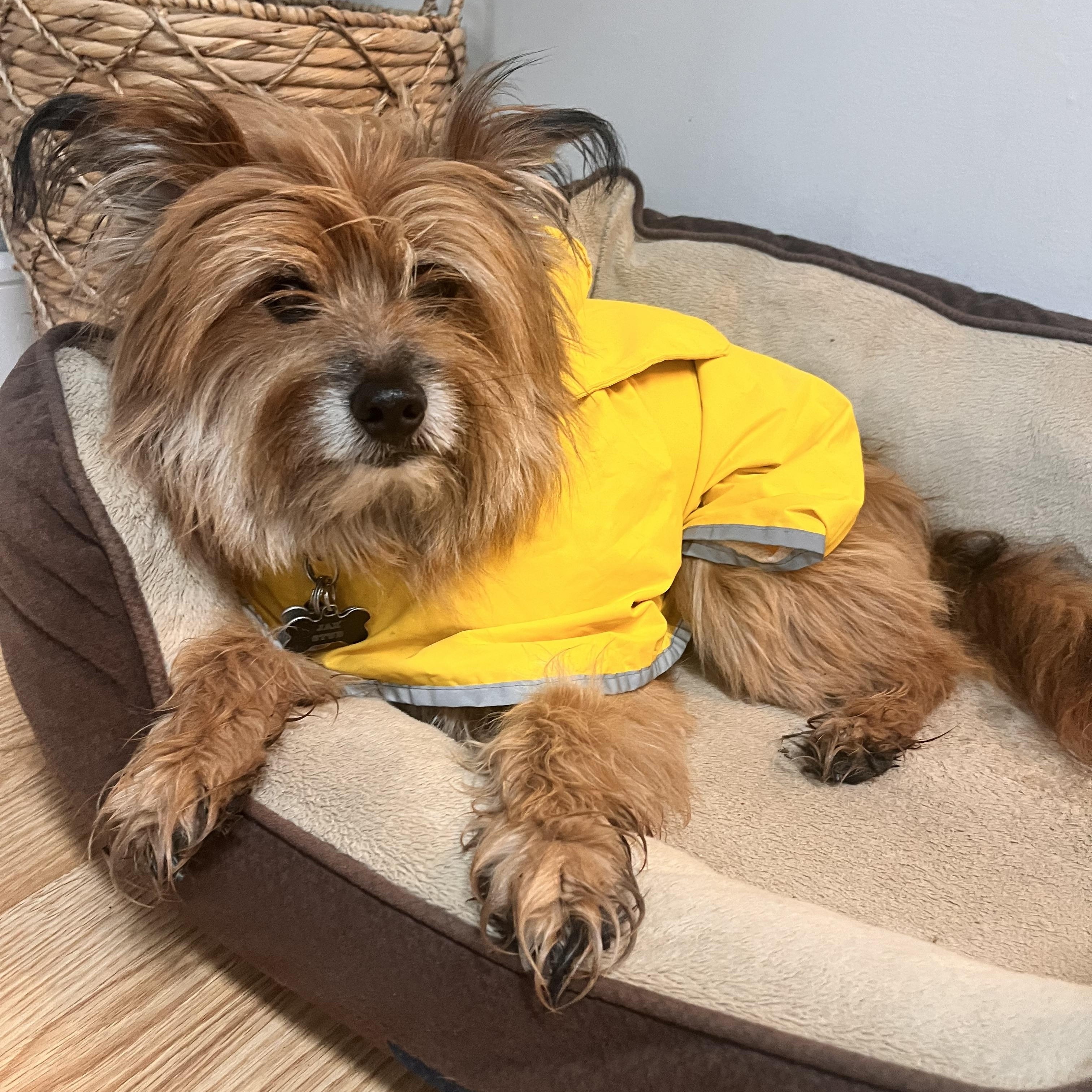 Enlarge Jax, an adopted mixed breed in Mount Prospect, IL image 1/6