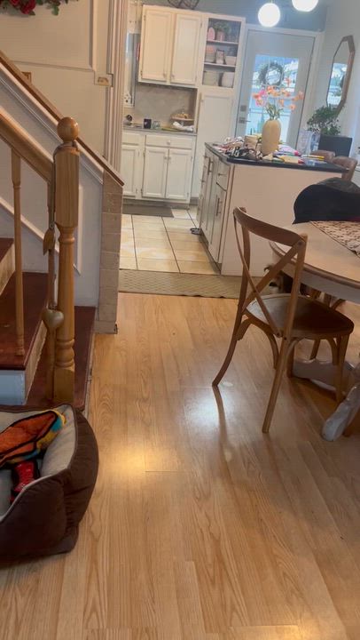 Enlarge Jax, an adopted mixed breed in Mount Prospect, IL video 6/6