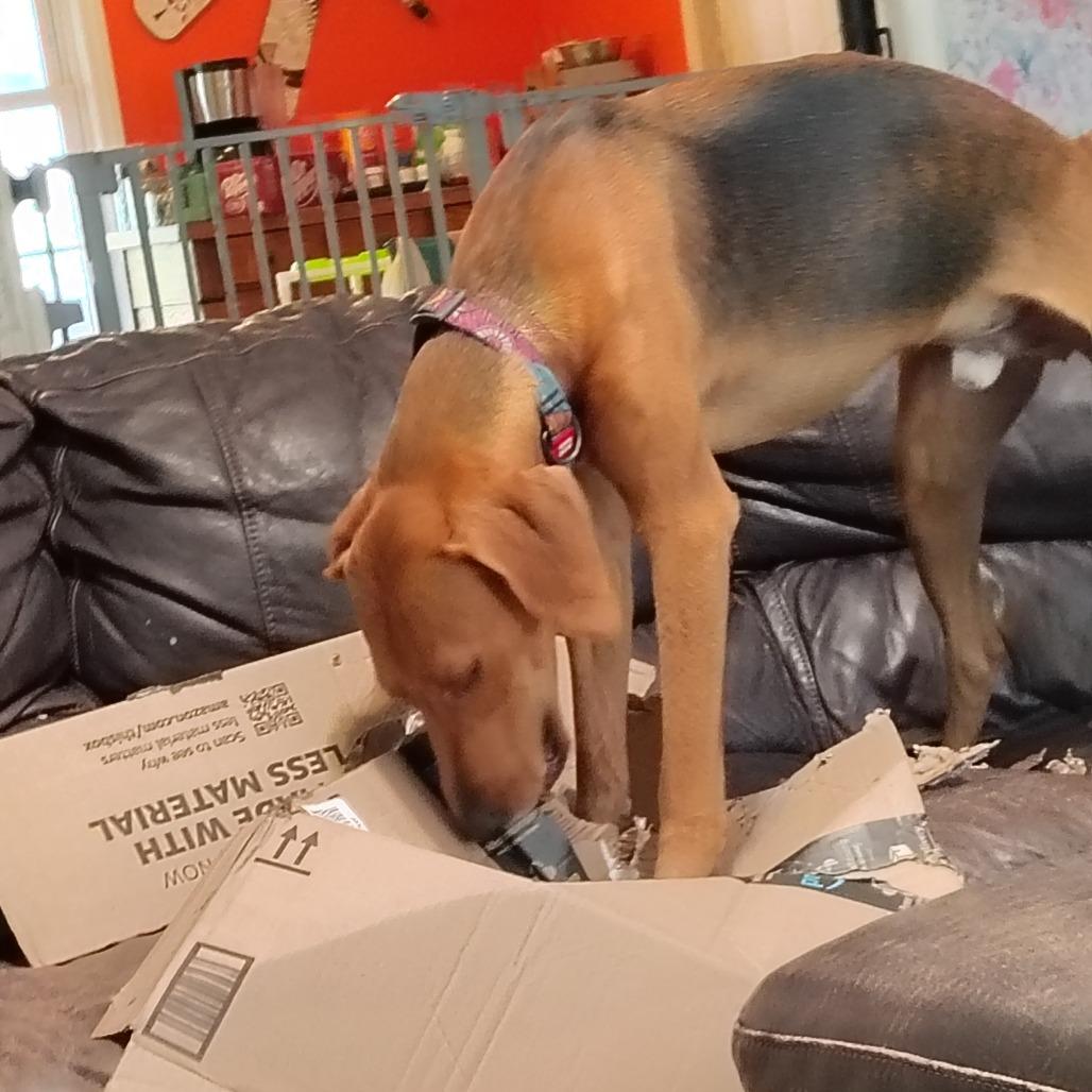 Enlarge Bacon!, a Adoptable mixed breed in Wilmington, NC image 6/6